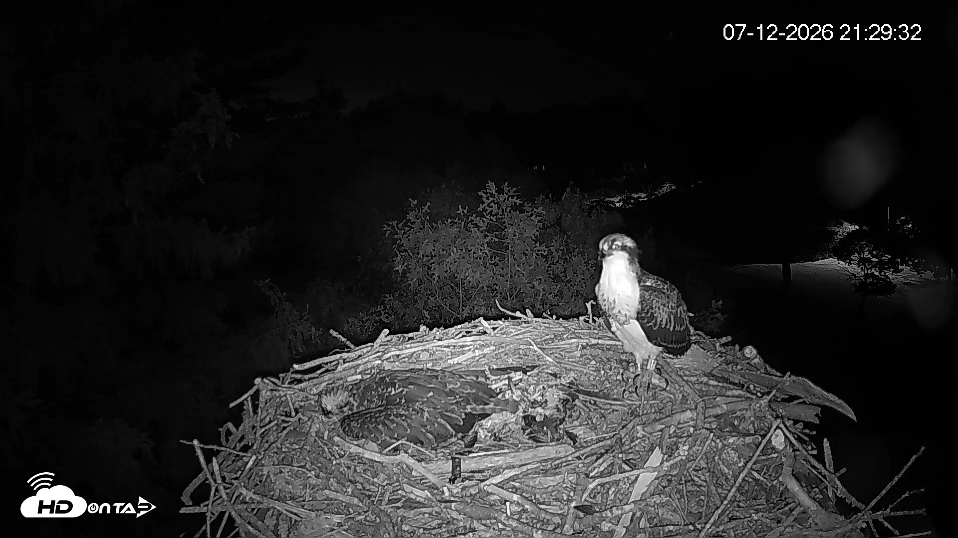 Snapshot of Mashpee Natl. Wildlife Refuge Live Osprey Cam taken Jul 12, 2026, 9:30pm EDT