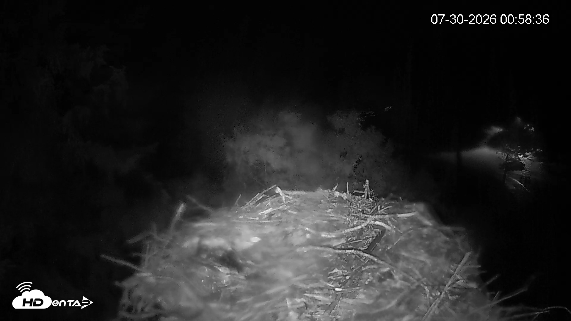 Snapshot of Mashpee Natl. Wildlife Refuge Live Osprey Cam taken Jul 30, 2026, 12:59am EDT