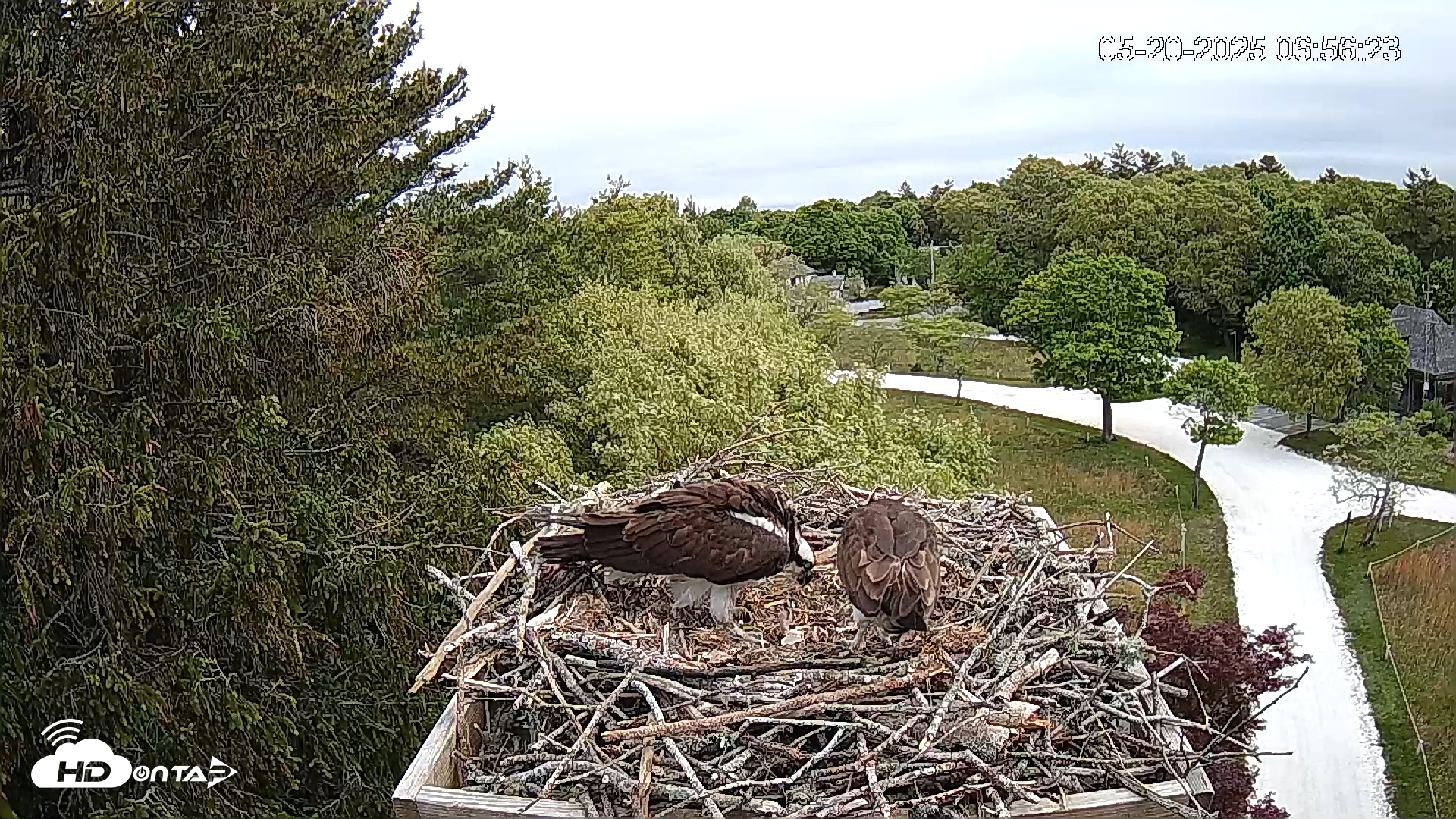 Snapshot of Mashpee Natl. Wildlife Refuge Live Osprey Cam taken May 20, 2025, 7:04am EDT