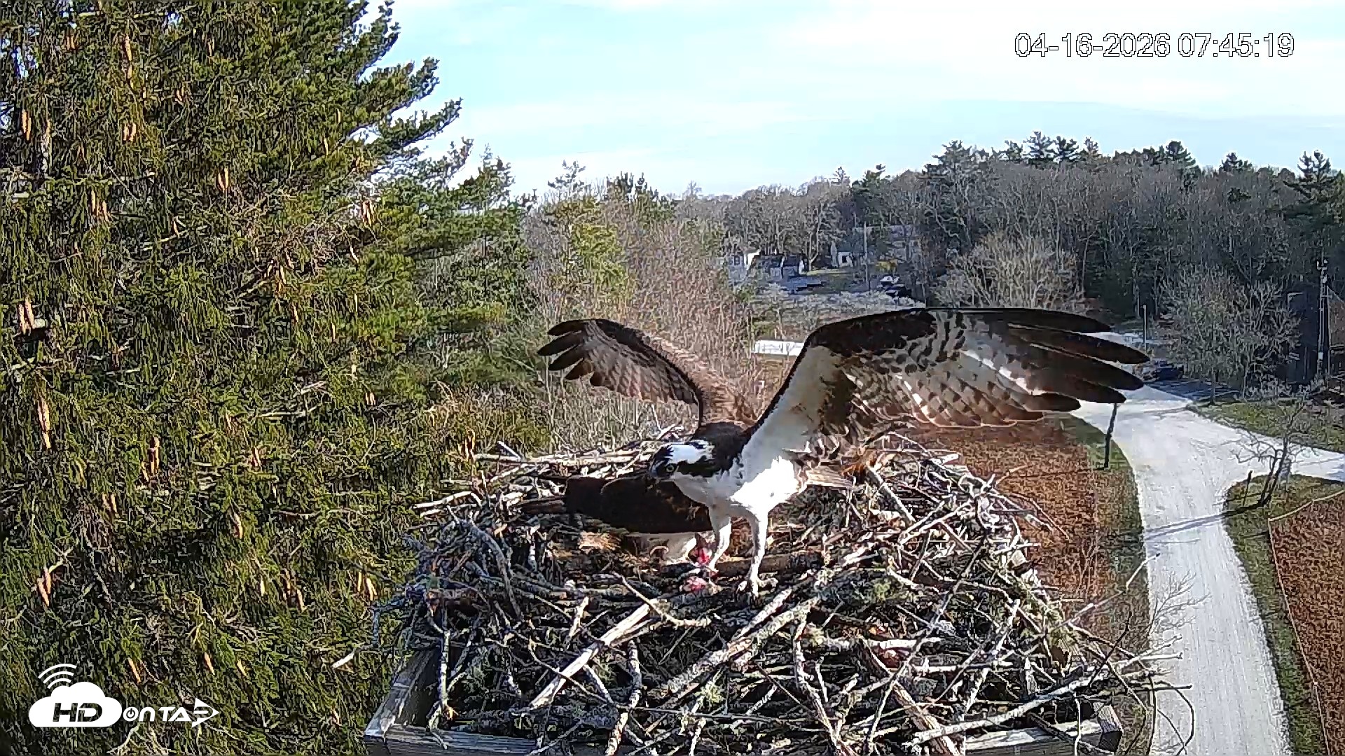 Snapshot of Mashpee Natl. Wildlife Refuge Live Osprey Cam taken Apr 16, 2026, 10:01am EDT
