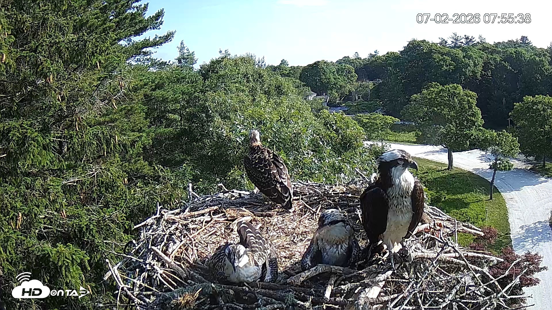 Snapshot of Mashpee Natl. Wildlife Refuge Live Osprey Cam taken Jul 2, 2026, 7:55am EDT