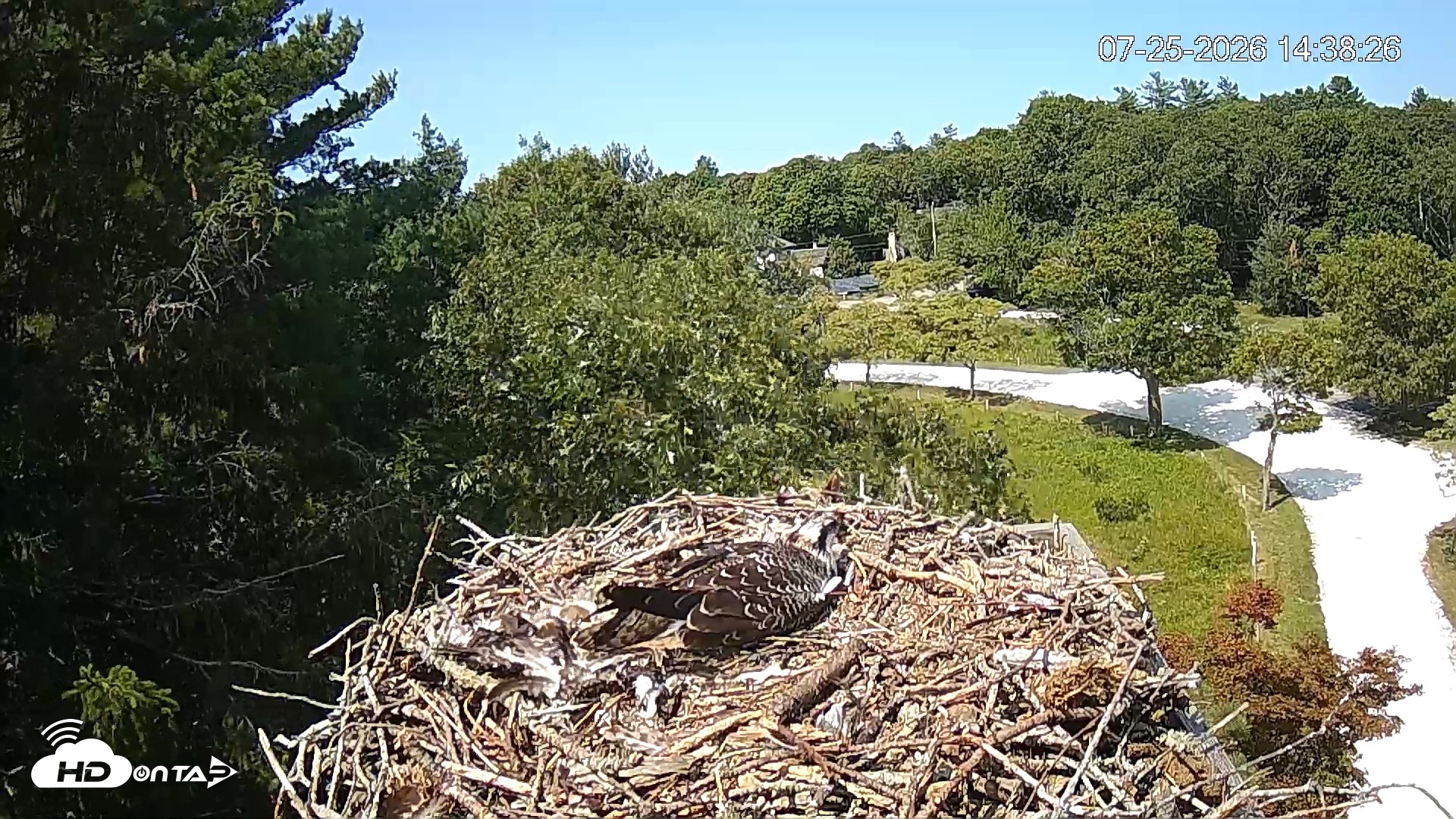 Snapshot of Mashpee Natl. Wildlife Refuge Live Osprey Cam taken Jul 25, 2026, 2:38pm EDT
