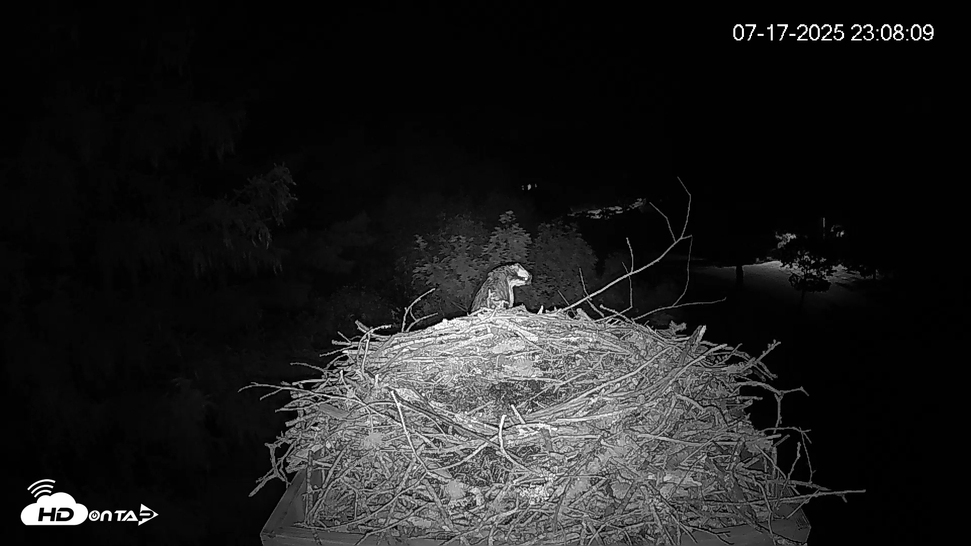 Snapshot of Mashpee Natl. Wildlife Refuge Live Osprey Cam taken Jul 17, 2025, 11:12pm EDT