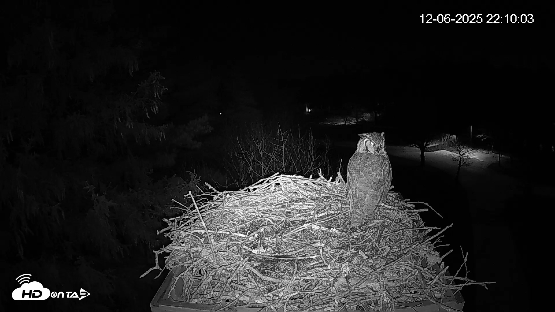 Snapshot of Mashpee Natl. Wildlife Refuge Live Osprey Cam taken Dec 6, 2025, 10:10pm EST
