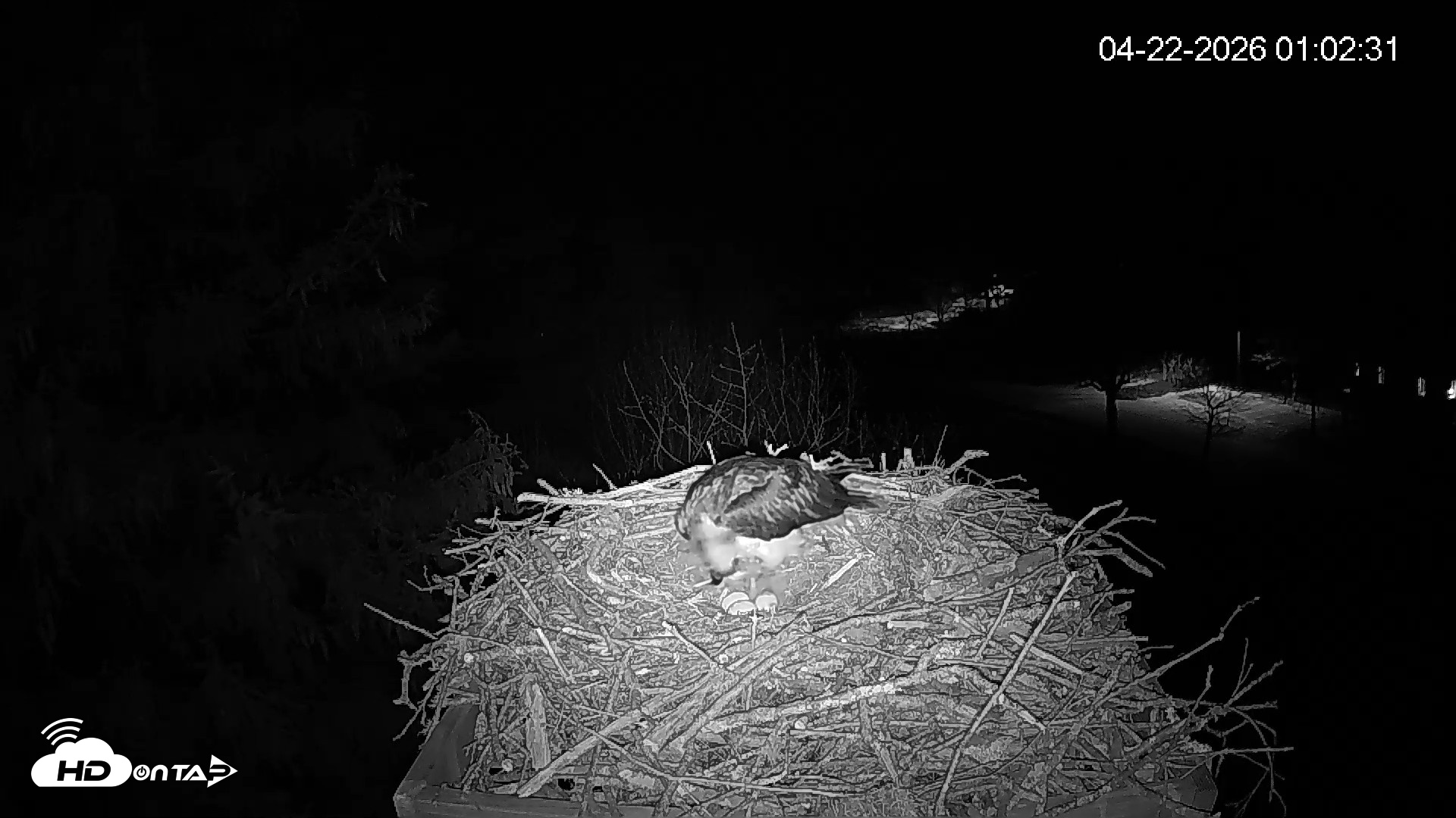 Snapshot of Mashpee Natl. Wildlife Refuge Live Osprey Cam taken Apr 22, 2026, 1:02am EDT
