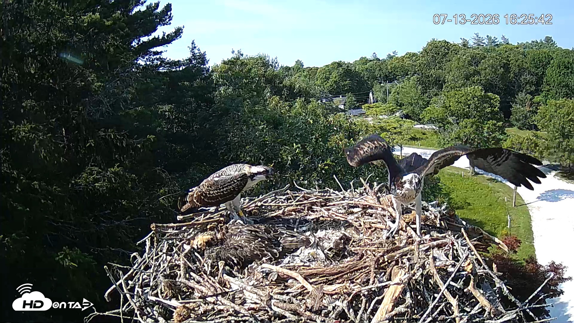 Snapshot of Mashpee Natl. Wildlife Refuge Live Osprey Cam taken Jul 13, 2026, 4:26pm EDT