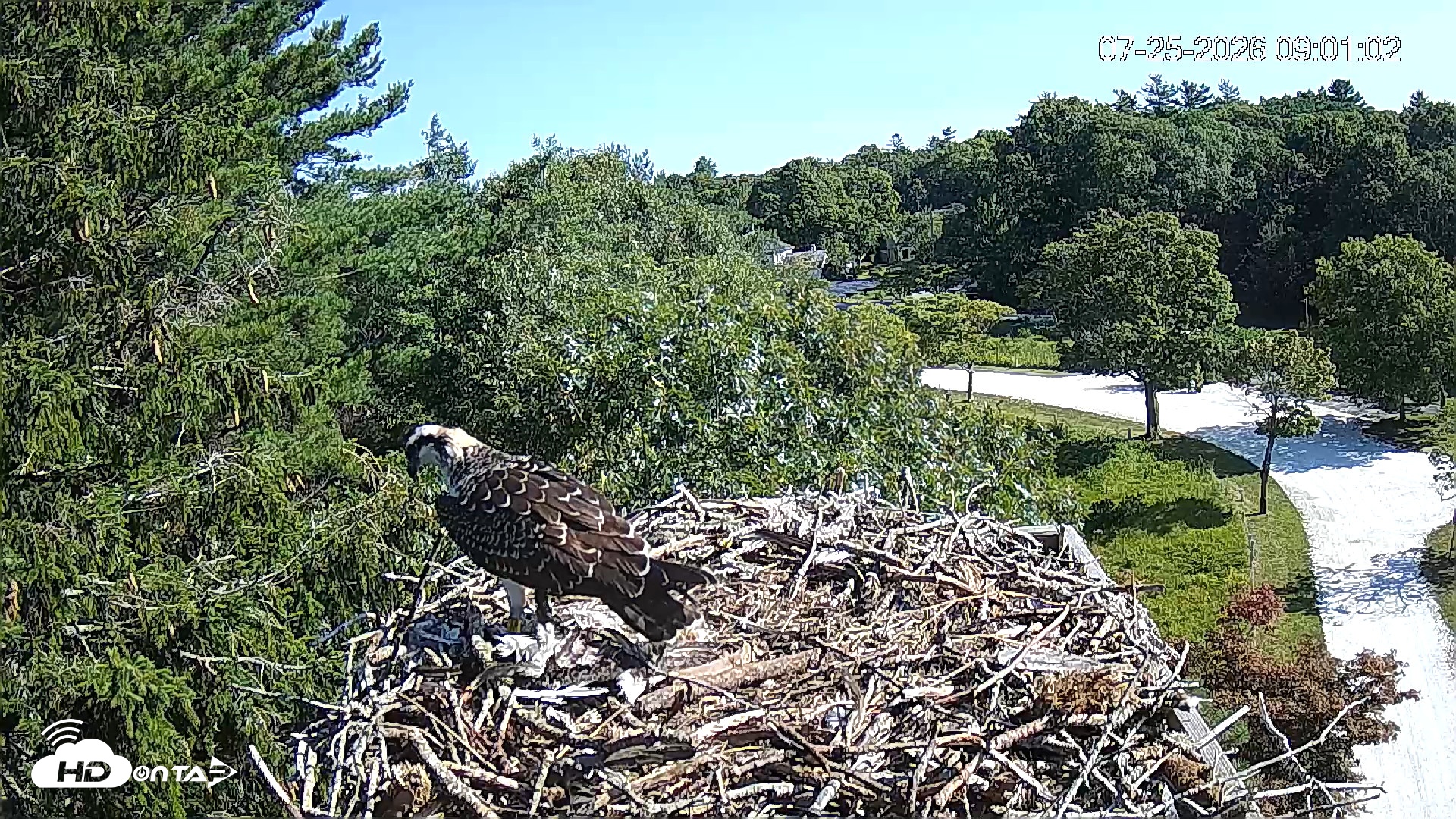 Snapshot of Mashpee Natl. Wildlife Refuge Live Osprey Cam taken Jul 25, 2026, 9:01am EDT