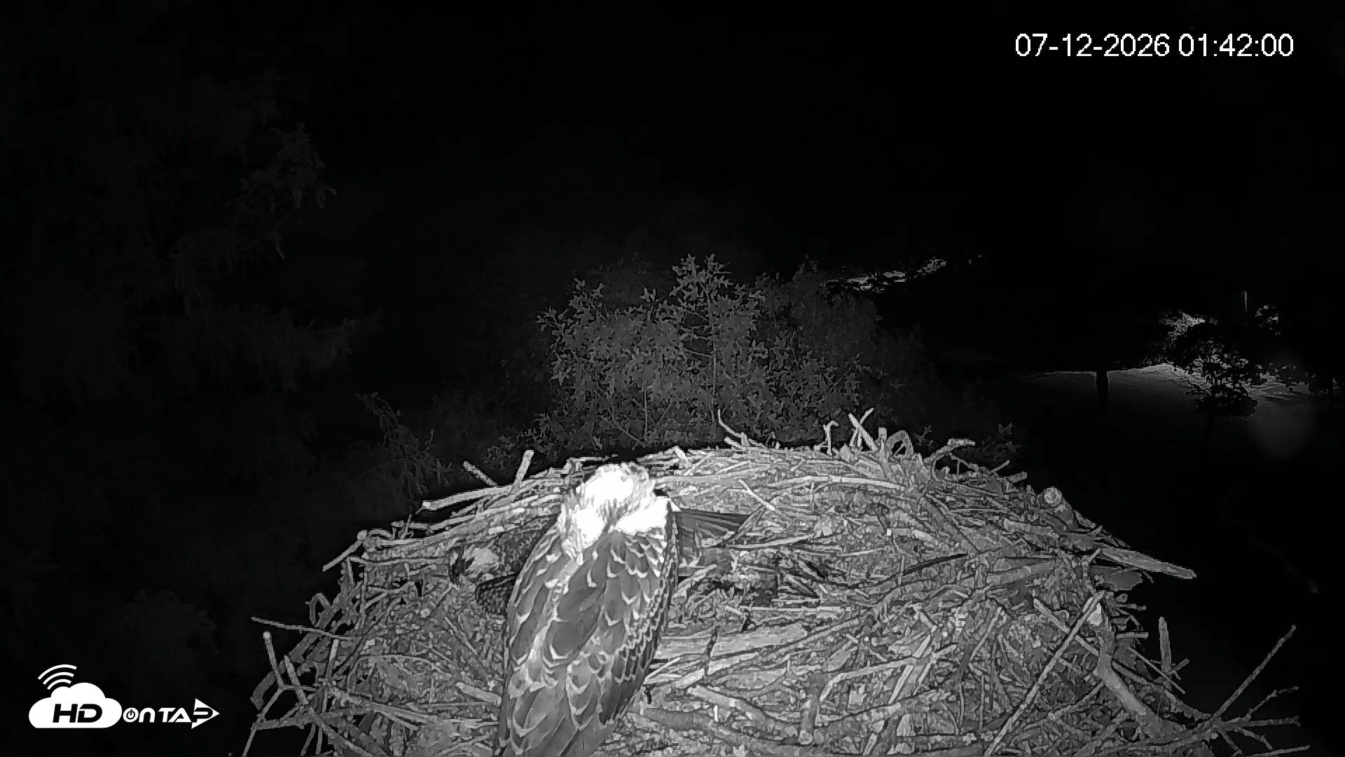Snapshot of Mashpee Natl. Wildlife Refuge Live Osprey Cam taken Jul 12, 2026, 1:55am EDT