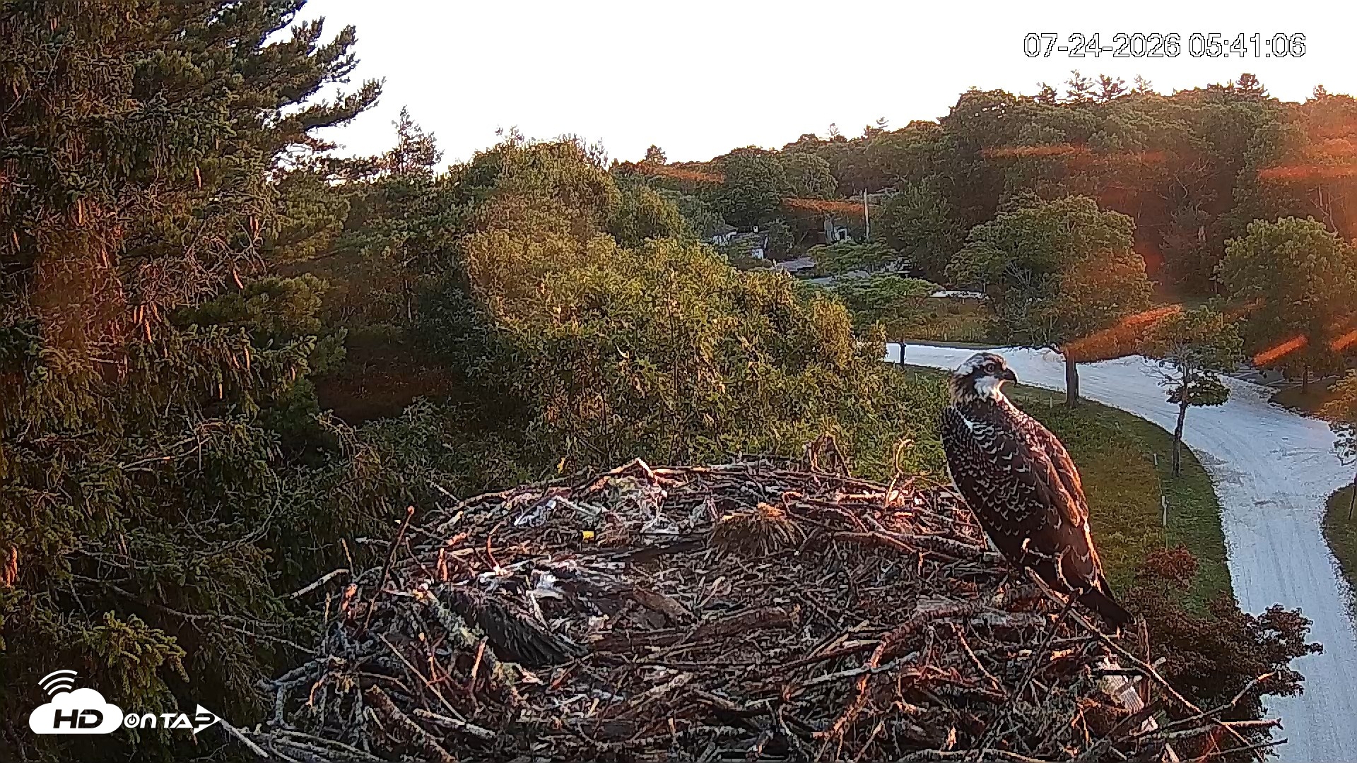 Snapshot of Mashpee Natl. Wildlife Refuge Live Osprey Cam taken Jul 24, 2026, 5:41am EDT