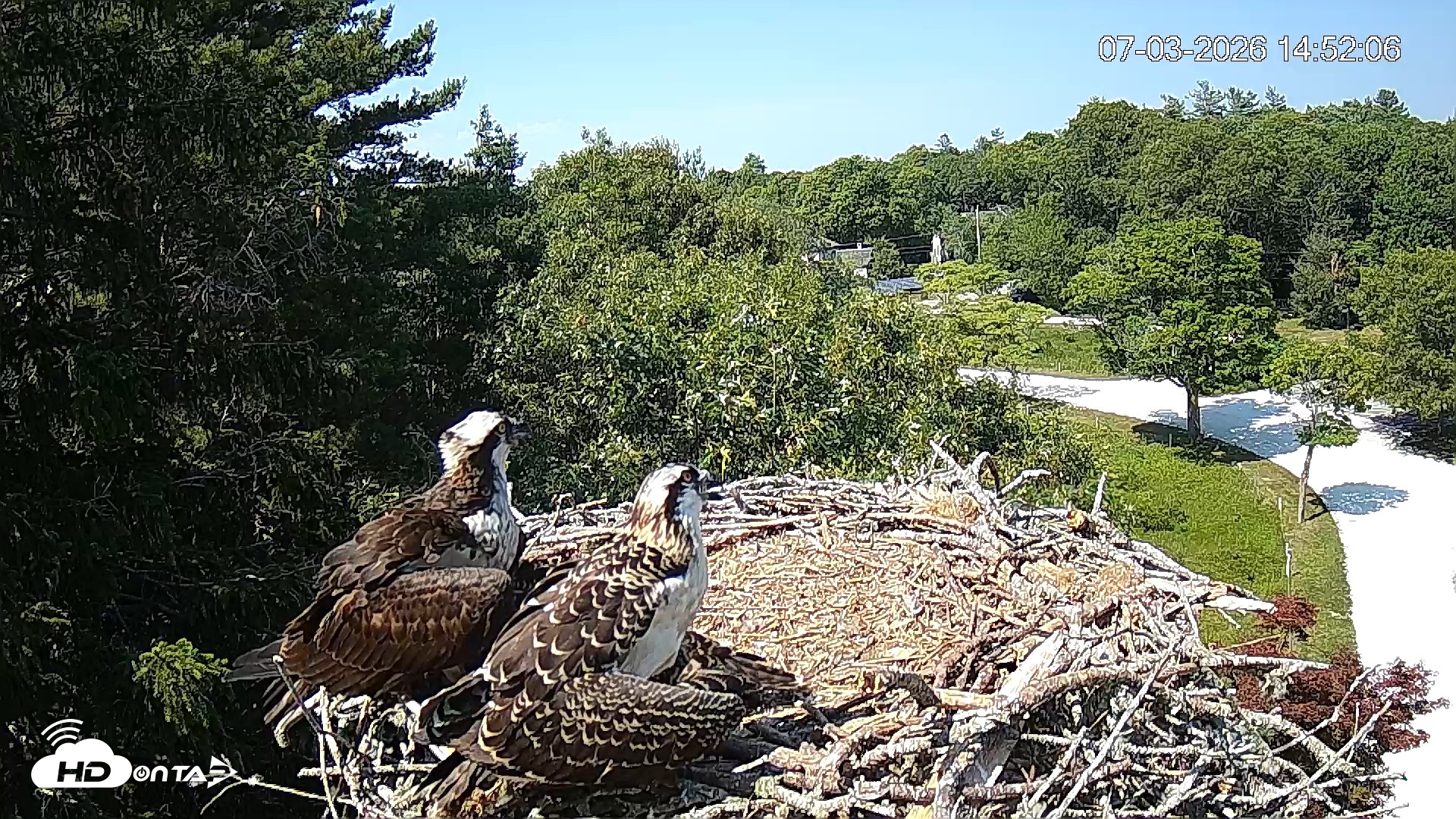 Snapshot of Mashpee Natl. Wildlife Refuge Live Osprey Cam taken Jul 3, 2026, 2:52pm EDT