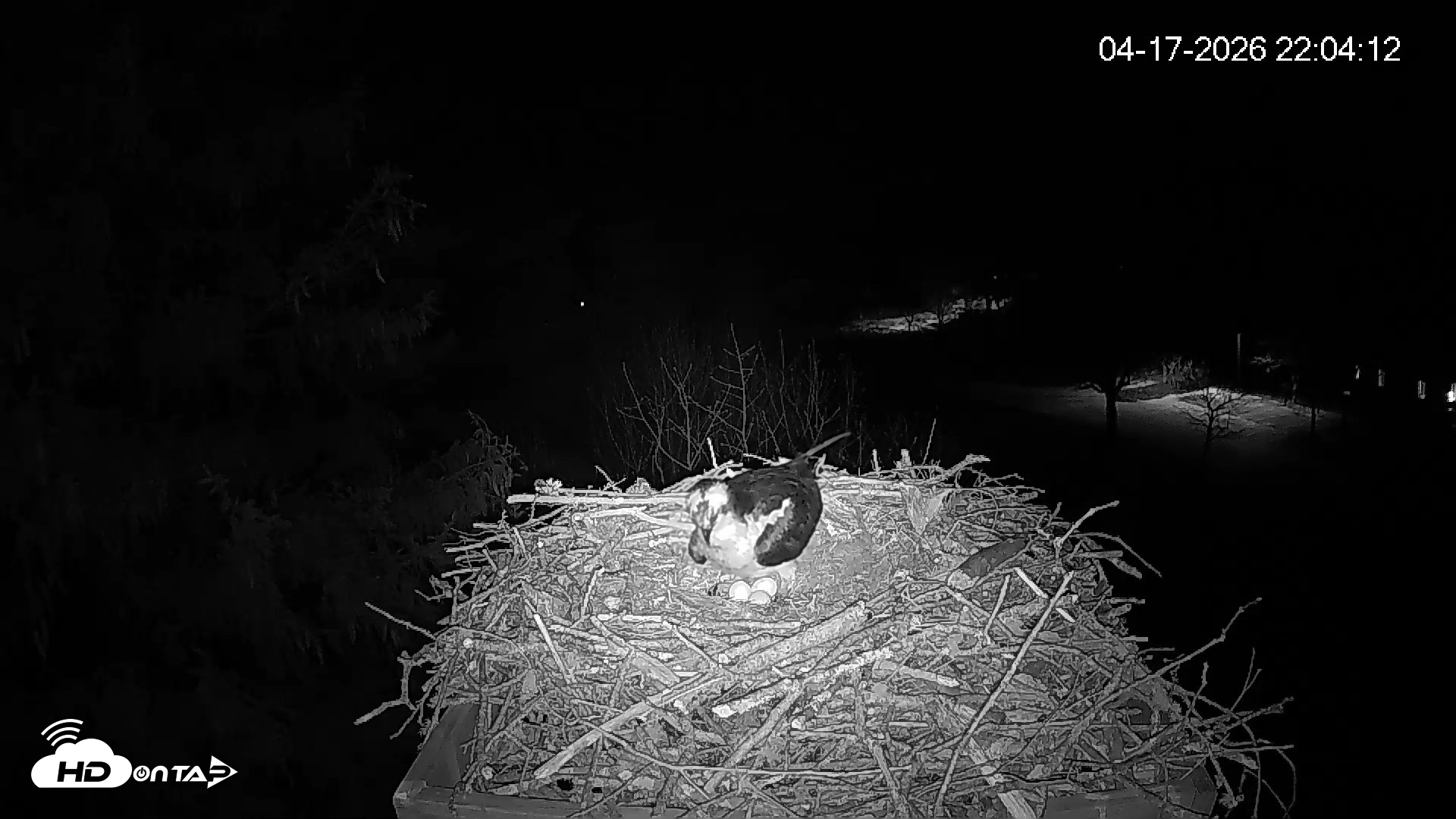 Snapshot of Mashpee Natl. Wildlife Refuge Live Osprey Cam taken Apr 17, 2026, 11:38pm EDT