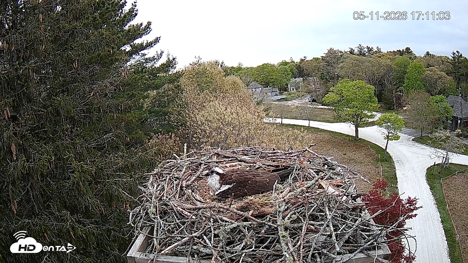 Snapshot of Mashpee Natl. Wildlife Refuge Live Osprey Cam taken May 11, 2026, 5:11pm EDT