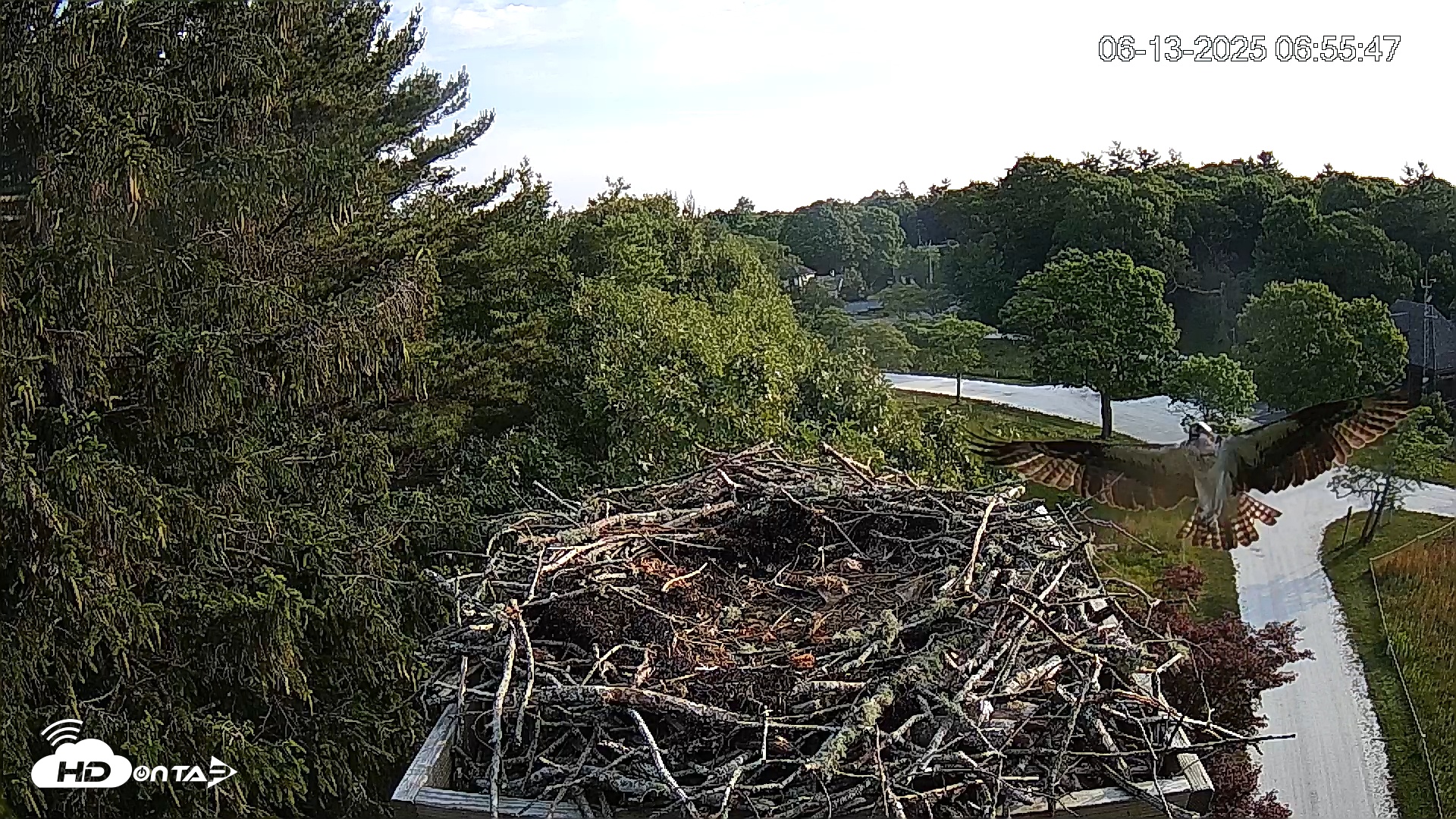 Snapshot of Mashpee Natl. Wildlife Refuge Live Osprey Cam taken Jun 13, 2025, 7:06am EDT