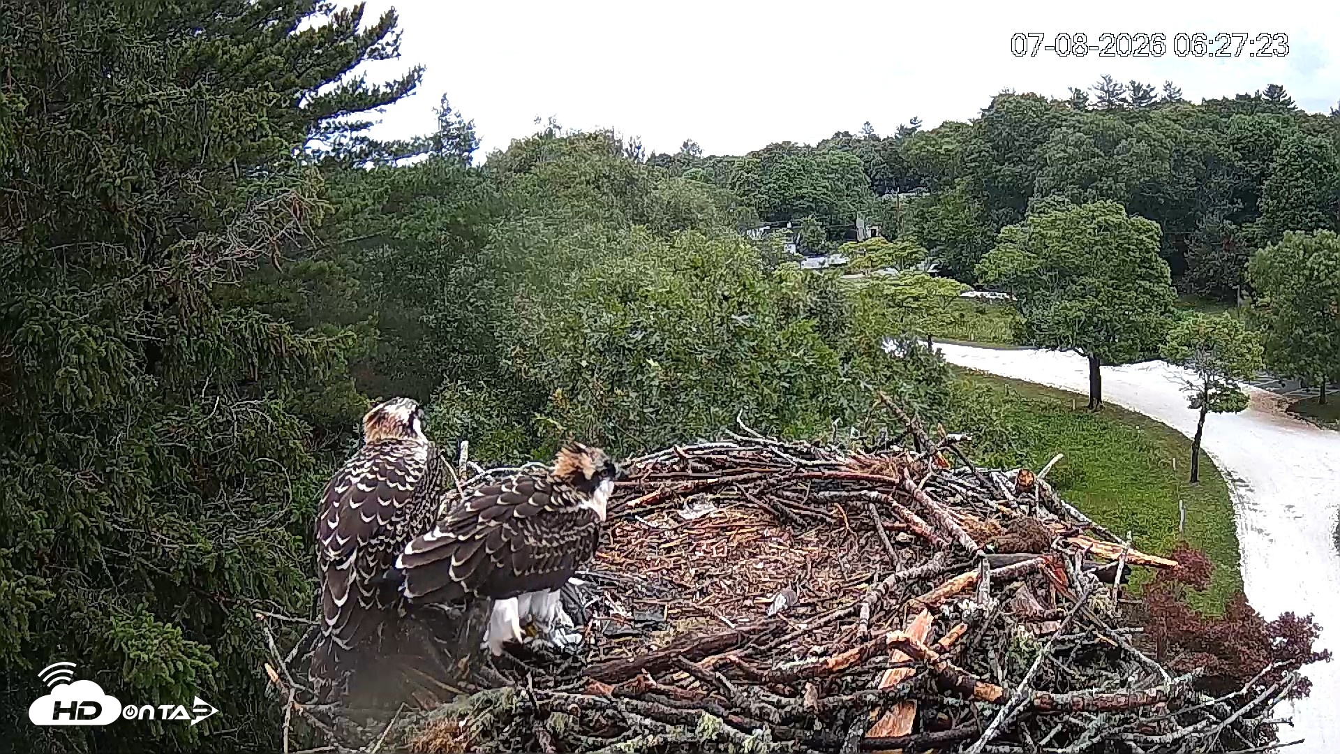 Snapshot of Mashpee Natl. Wildlife Refuge Live Osprey Cam taken Jul 8, 2026, 6:36am EDT