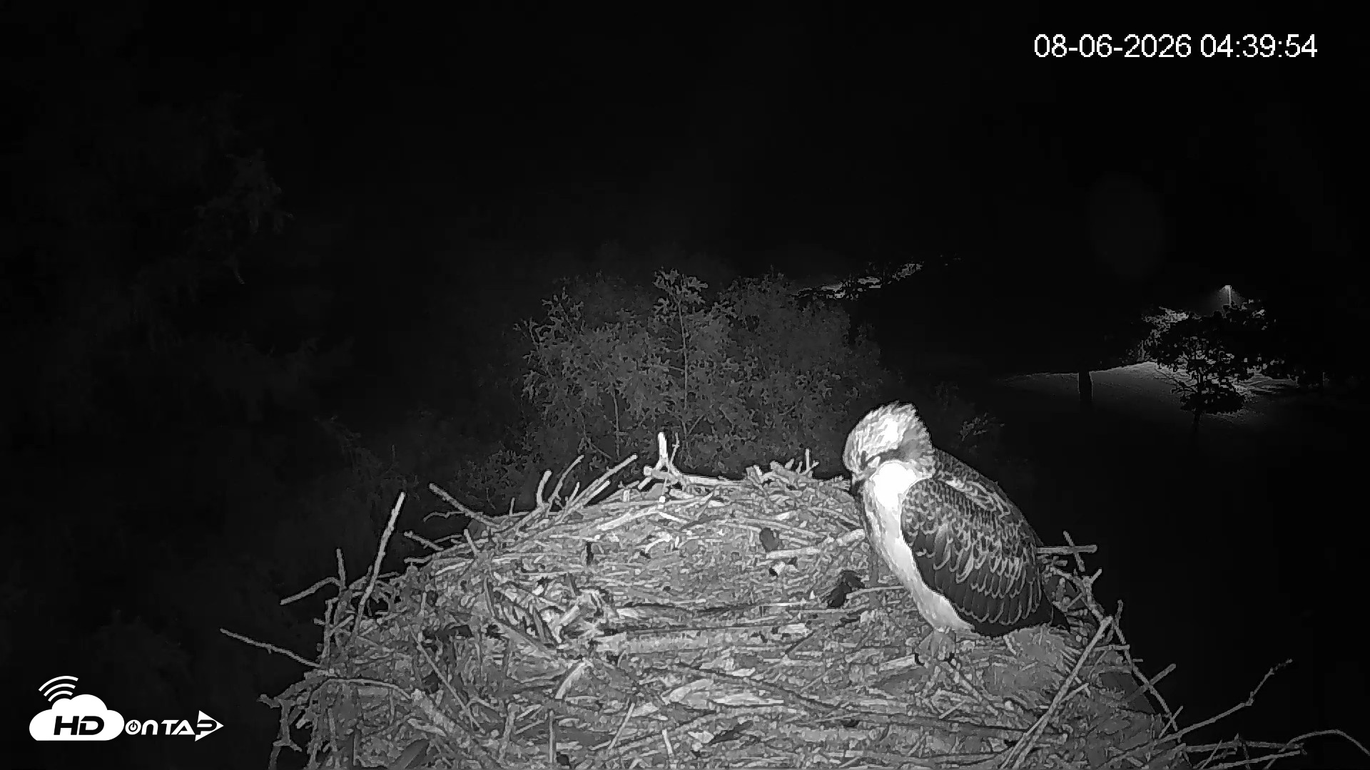 Snapshot of Mashpee Natl. Wildlife Refuge Live Osprey Cam taken Aug 6, 2026, 4:39am EDT