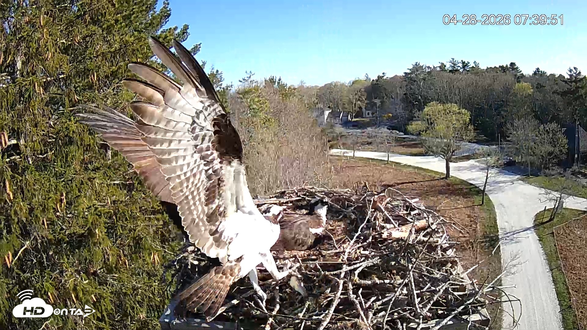Snapshot of Mashpee Natl. Wildlife Refuge Live Osprey Cam taken Apr 28, 2026, 7:43am EDT