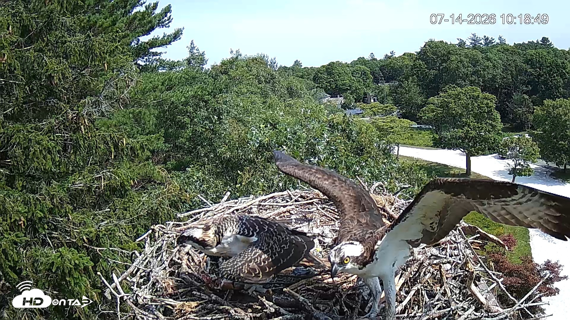 Snapshot of Mashpee Natl. Wildlife Refuge Live Osprey Cam taken Jul 14, 2026, 10:19am EDT