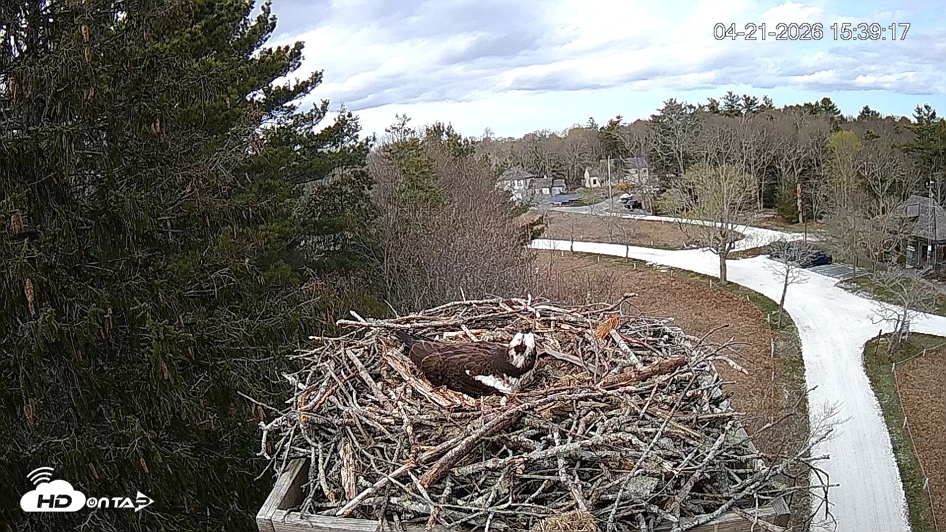 Snapshot of Mashpee Natl. Wildlife Refuge Live Osprey Cam taken Apr 21, 2026, 3:39pm EDT
