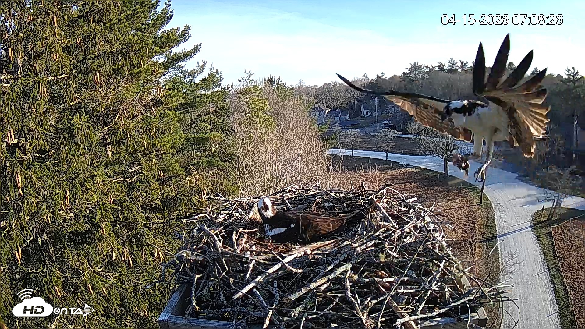 Snapshot of Mashpee Natl. Wildlife Refuge Live Osprey Cam taken Apr 15, 2026, 8:11am EDT
