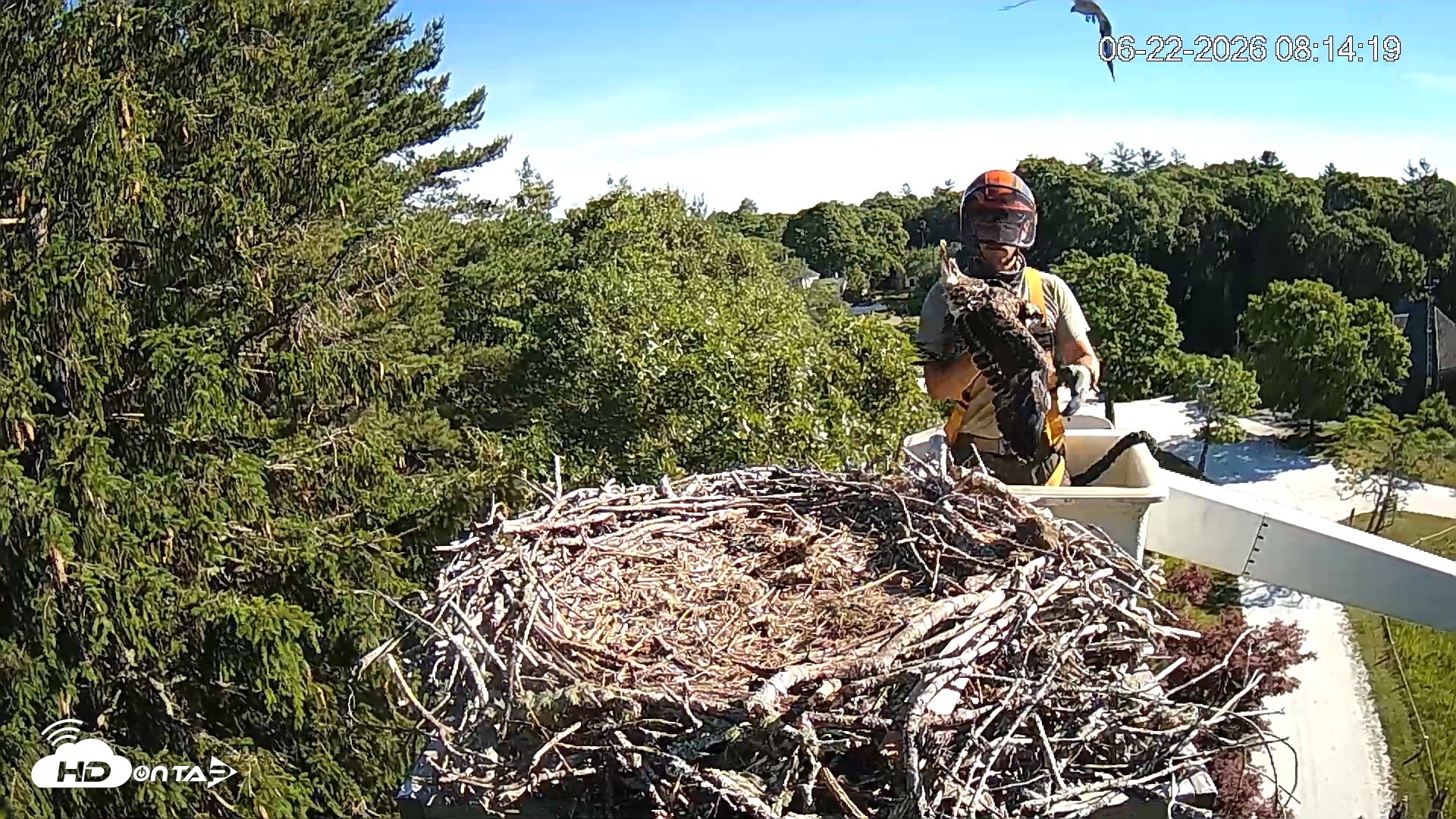 Snapshot of Mashpee Natl. Wildlife Refuge Live Osprey Cam taken Jun 22, 2026, 8:14am EDT