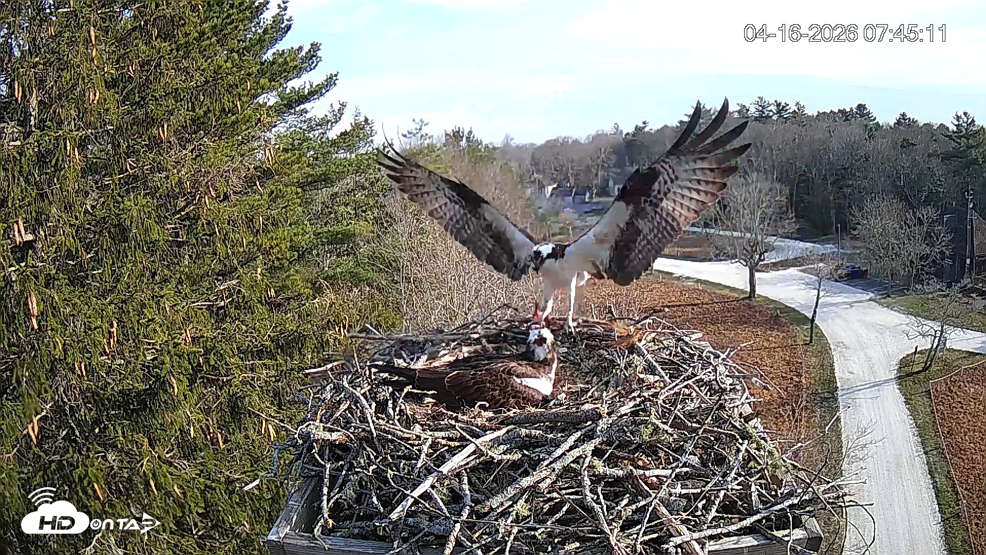 Snapshot of Mashpee Natl. Wildlife Refuge Live Osprey Cam taken Apr 16, 2026, 9:58am EDT