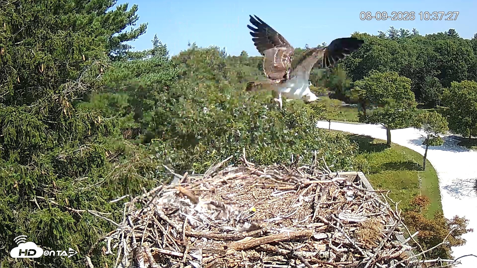 Snapshot of Mashpee Natl. Wildlife Refuge Live Osprey Cam taken Aug 9, 2026, 10:38am EDT