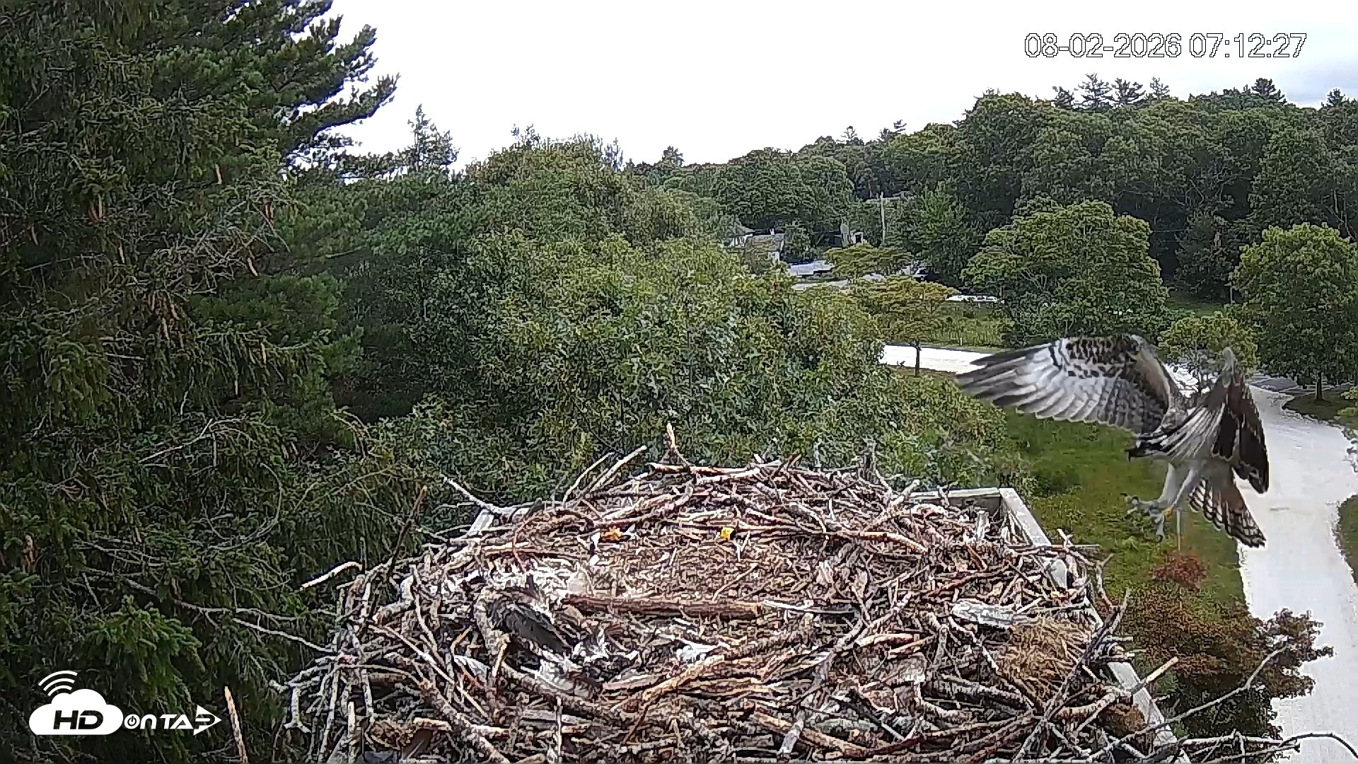 Snapshot of Mashpee Natl. Wildlife Refuge Live Osprey Cam taken Aug 2, 2026, 7:14am EDT