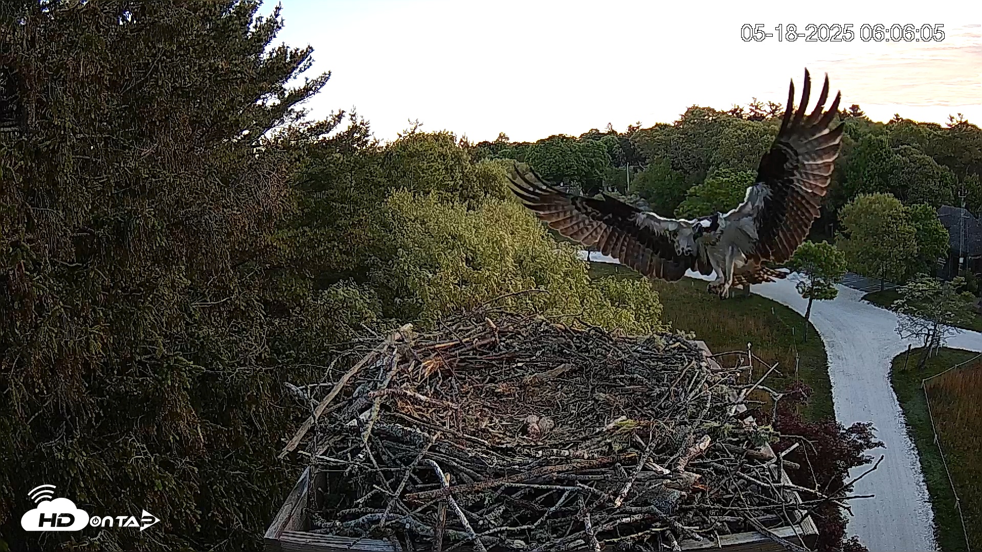 Snapshot of Mashpee Natl. Wildlife Refuge Live Osprey Cam taken May 18, 2025, 7:32am EDT