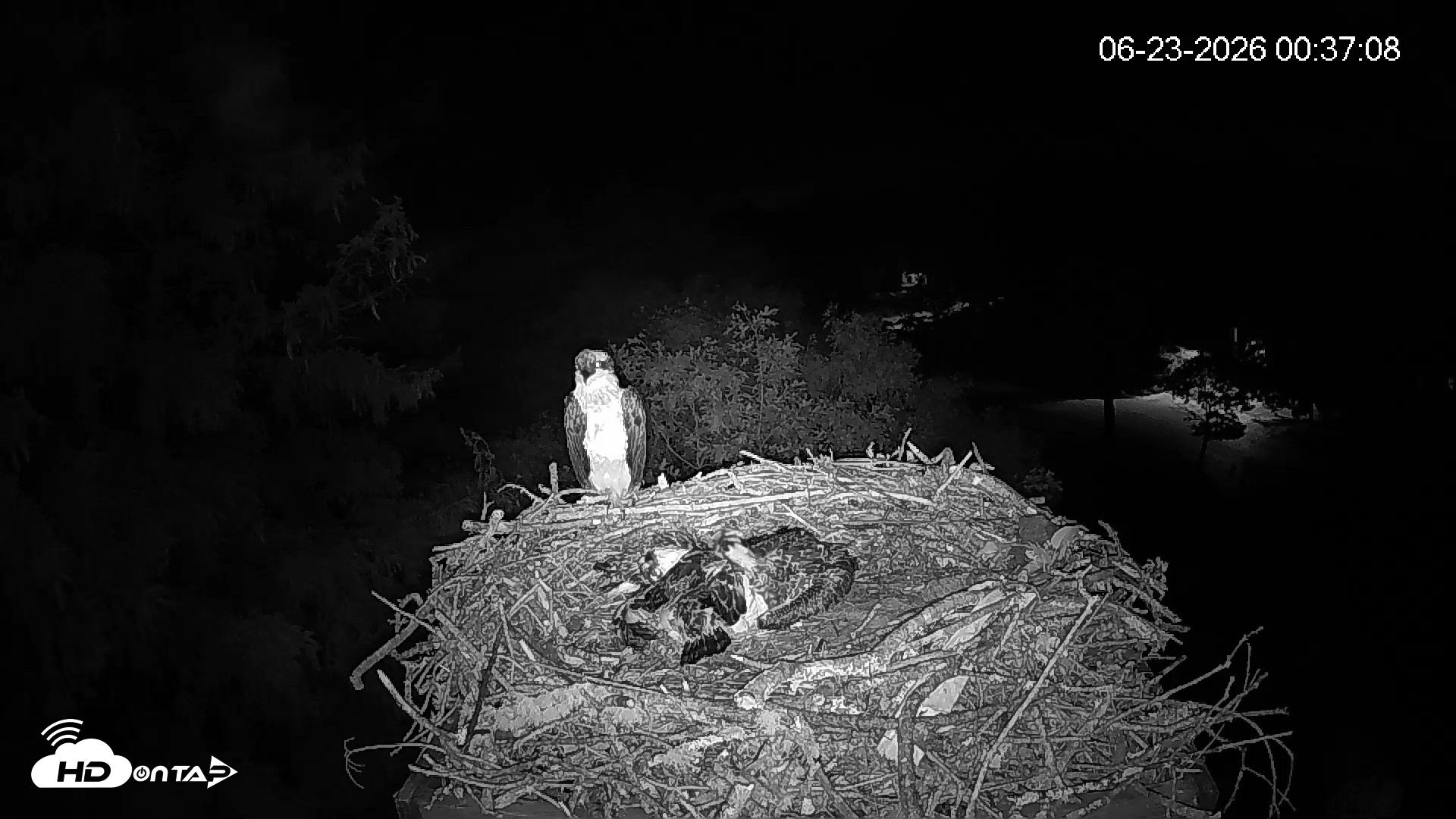 Snapshot of Mashpee Natl. Wildlife Refuge Live Osprey Cam taken Jun 23, 2026, 12:37am EDT