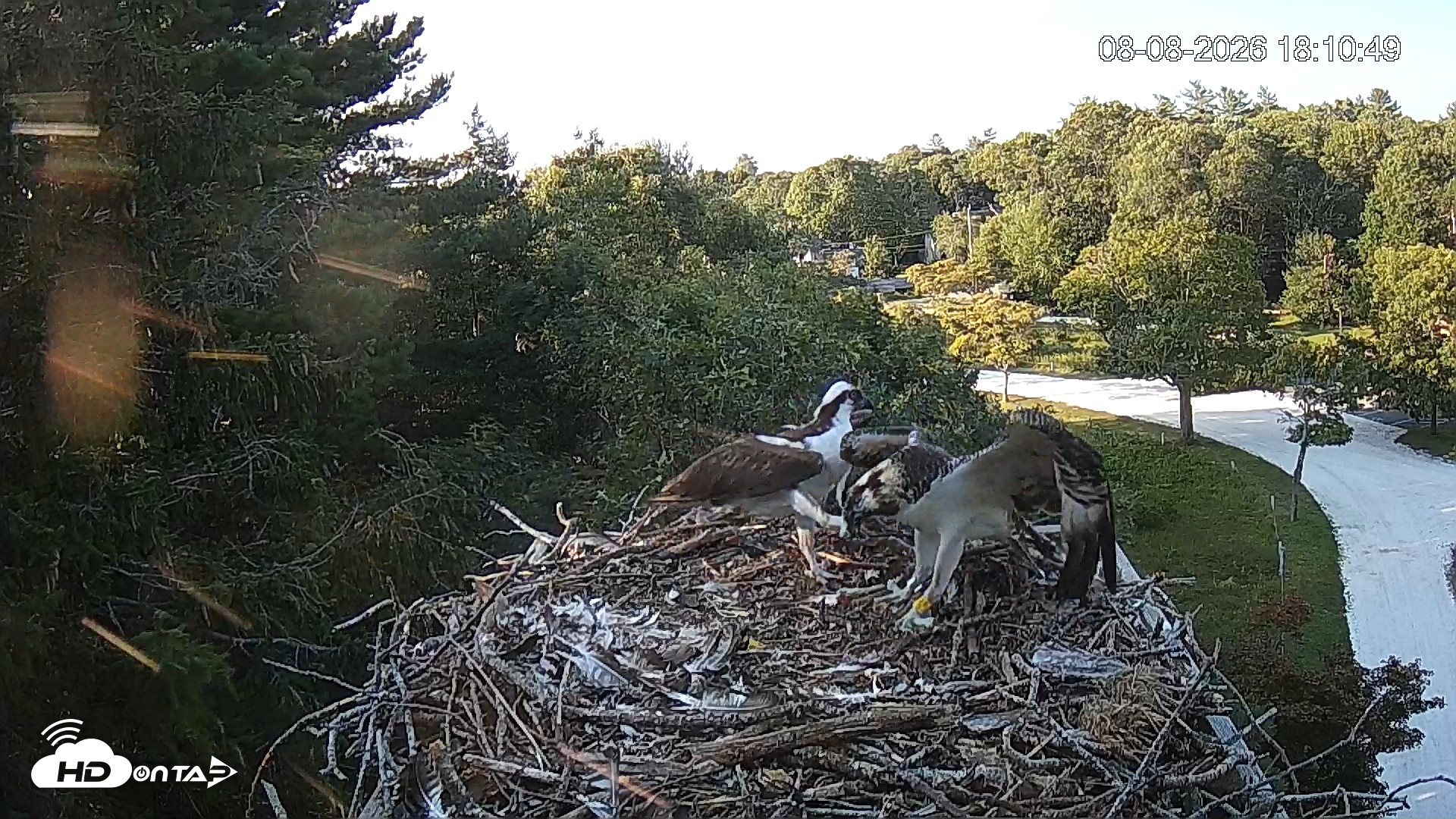 Snapshot of Mashpee Natl. Wildlife Refuge Live Osprey Cam taken Aug 8, 2026, 8:29pm EDT