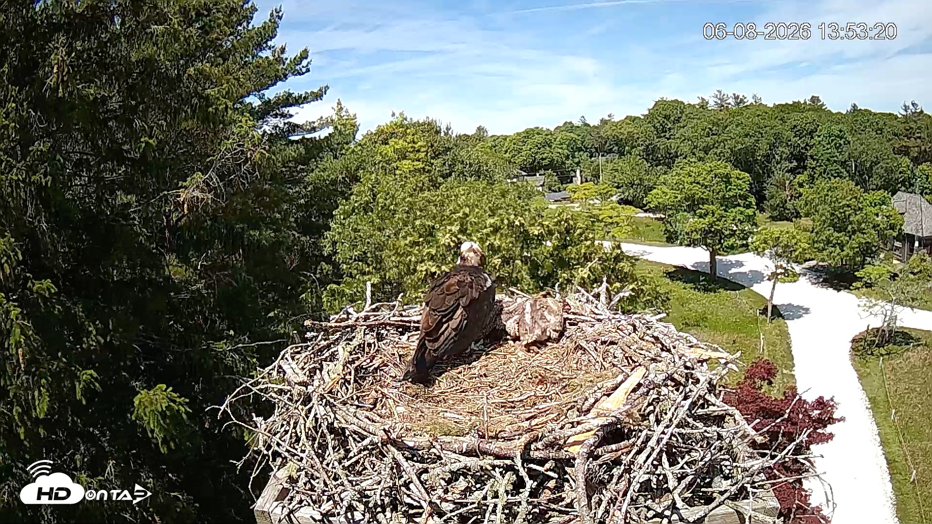 Snapshot of Mashpee Natl. Wildlife Refuge Live Osprey Cam taken Jun 8, 2026, 1:54pm EDT