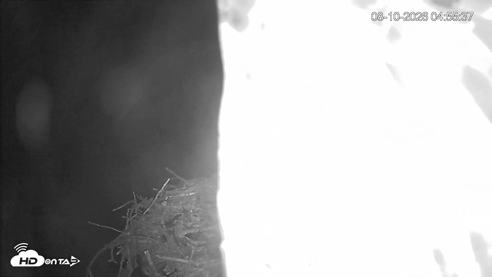 Snapshot of Mashpee Natl. Wildlife Refuge Live Osprey Cam taken Aug 10, 2026, 4:58am EDT