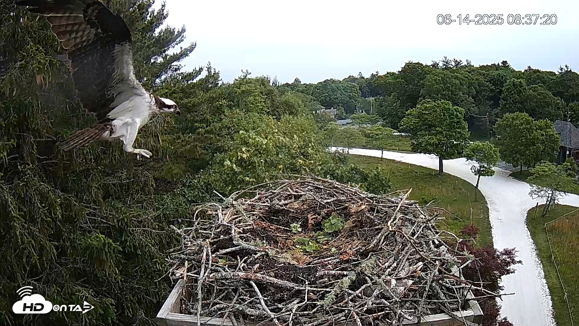 Snapshot of Mashpee Natl. Wildlife Refuge Live Osprey Cam taken Jun 14, 2025, 8:42am EDT