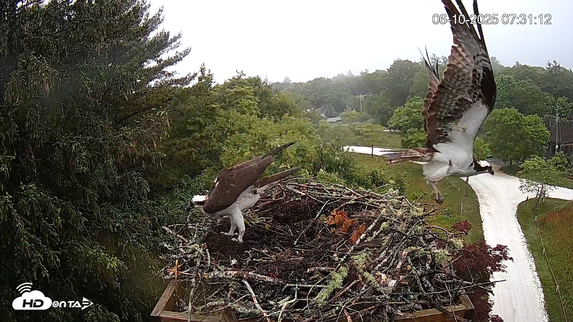 Snapshot of Mashpee Natl. Wildlife Refuge Live Osprey Cam taken Jun 10, 2025, 7:40am EDT