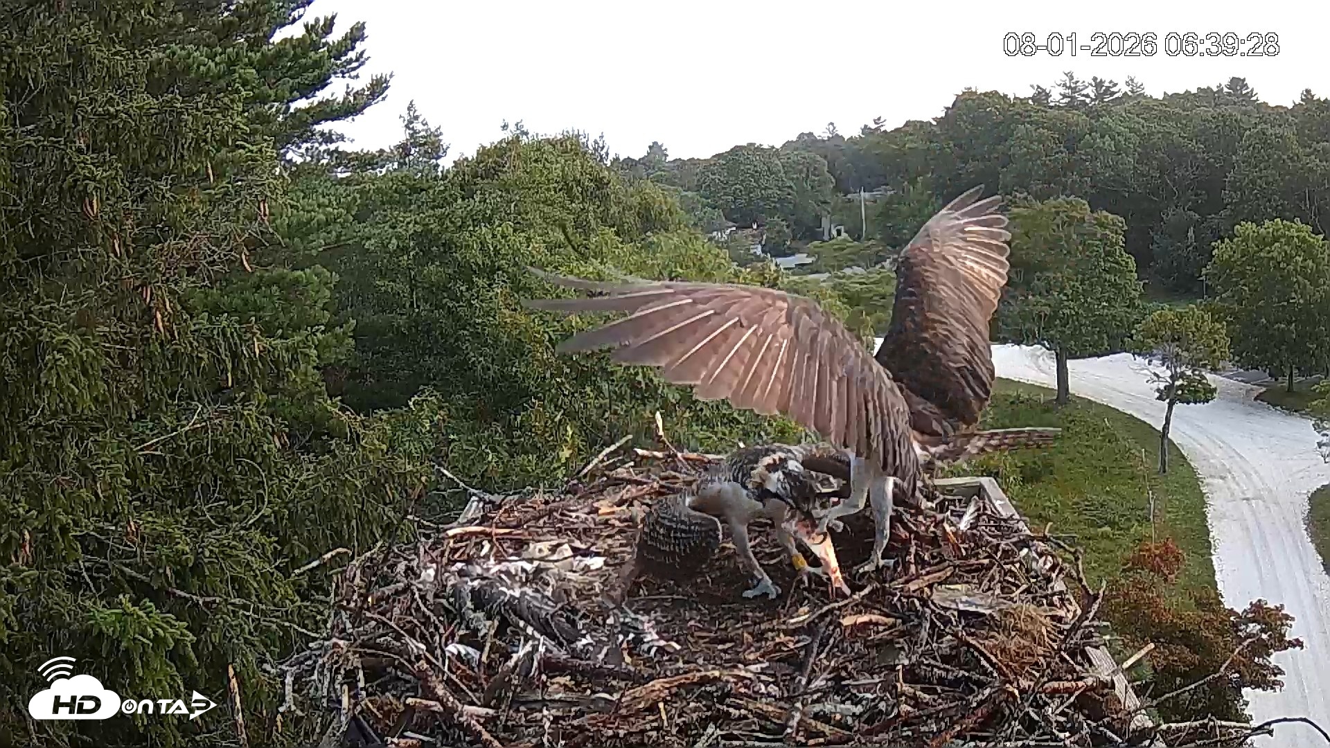 Snapshot of Mashpee Natl. Wildlife Refuge Live Osprey Cam taken Aug 1, 2026, 6:43am EDT