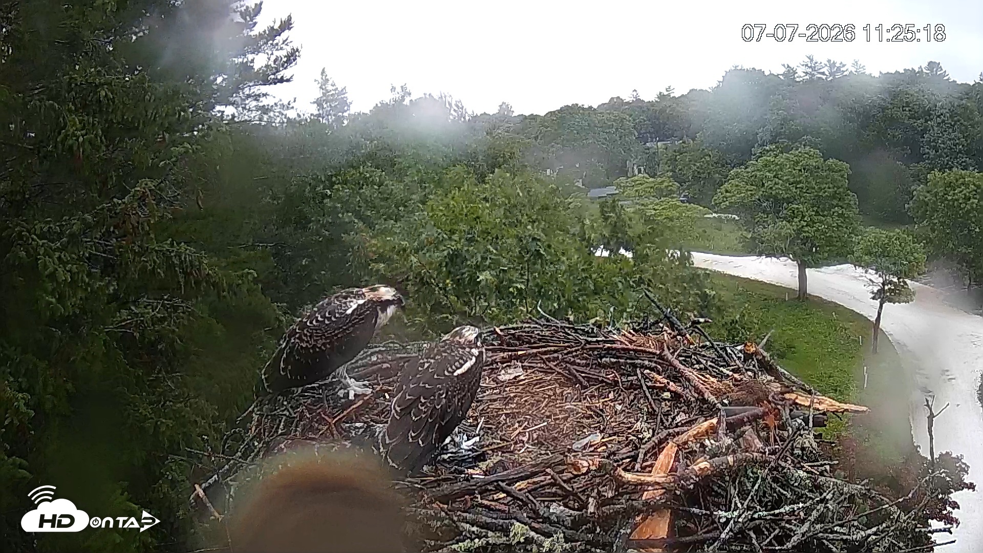 Snapshot of Mashpee Natl. Wildlife Refuge Live Osprey Cam taken Jul 7, 2026, 11:26am EDT