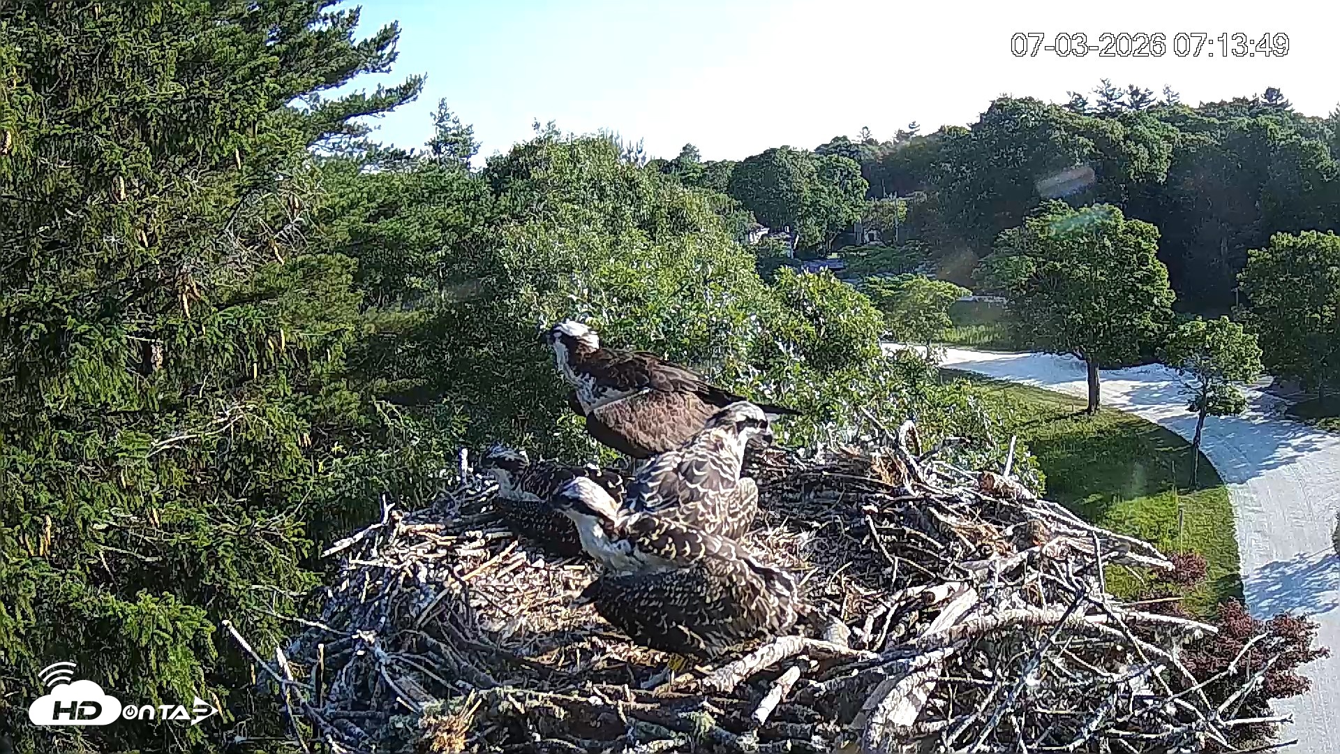 Snapshot of Mashpee Natl. Wildlife Refuge Live Osprey Cam taken Jul 3, 2026, 7:13am EDT