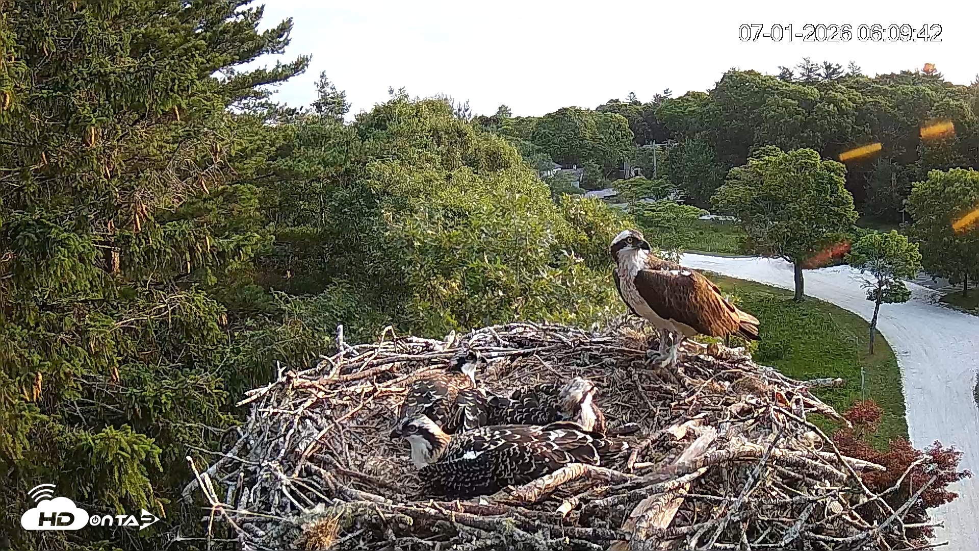 Snapshot of Mashpee Natl. Wildlife Refuge Live Osprey Cam taken Jul 1, 2026, 6:11am EDT