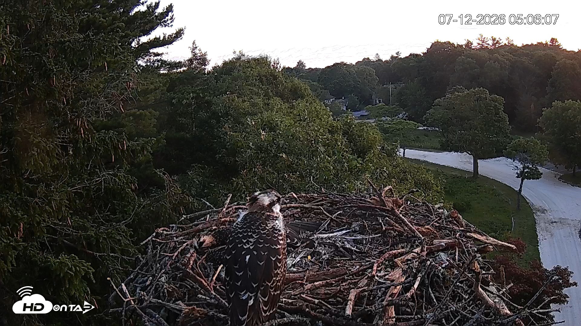 Snapshot of Mashpee Natl. Wildlife Refuge Live Osprey Cam taken Jul 12, 2026, 5:08am EDT