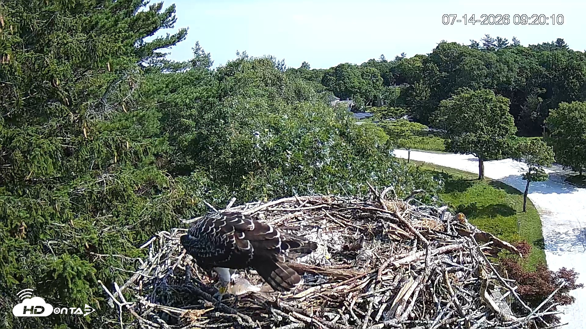 Snapshot of Mashpee Natl. Wildlife Refuge Live Osprey Cam taken Jul 14, 2026, 9:21am EDT