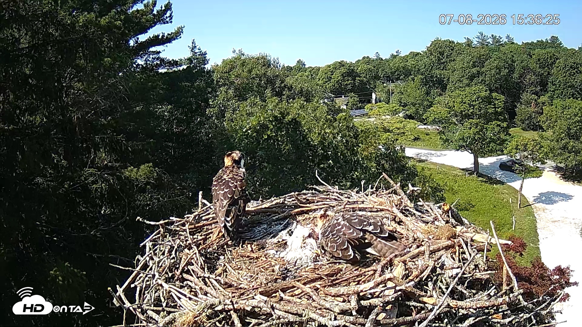Snapshot of Mashpee Natl. Wildlife Refuge Live Osprey Cam taken Jul 8, 2026, 3:39pm EDT