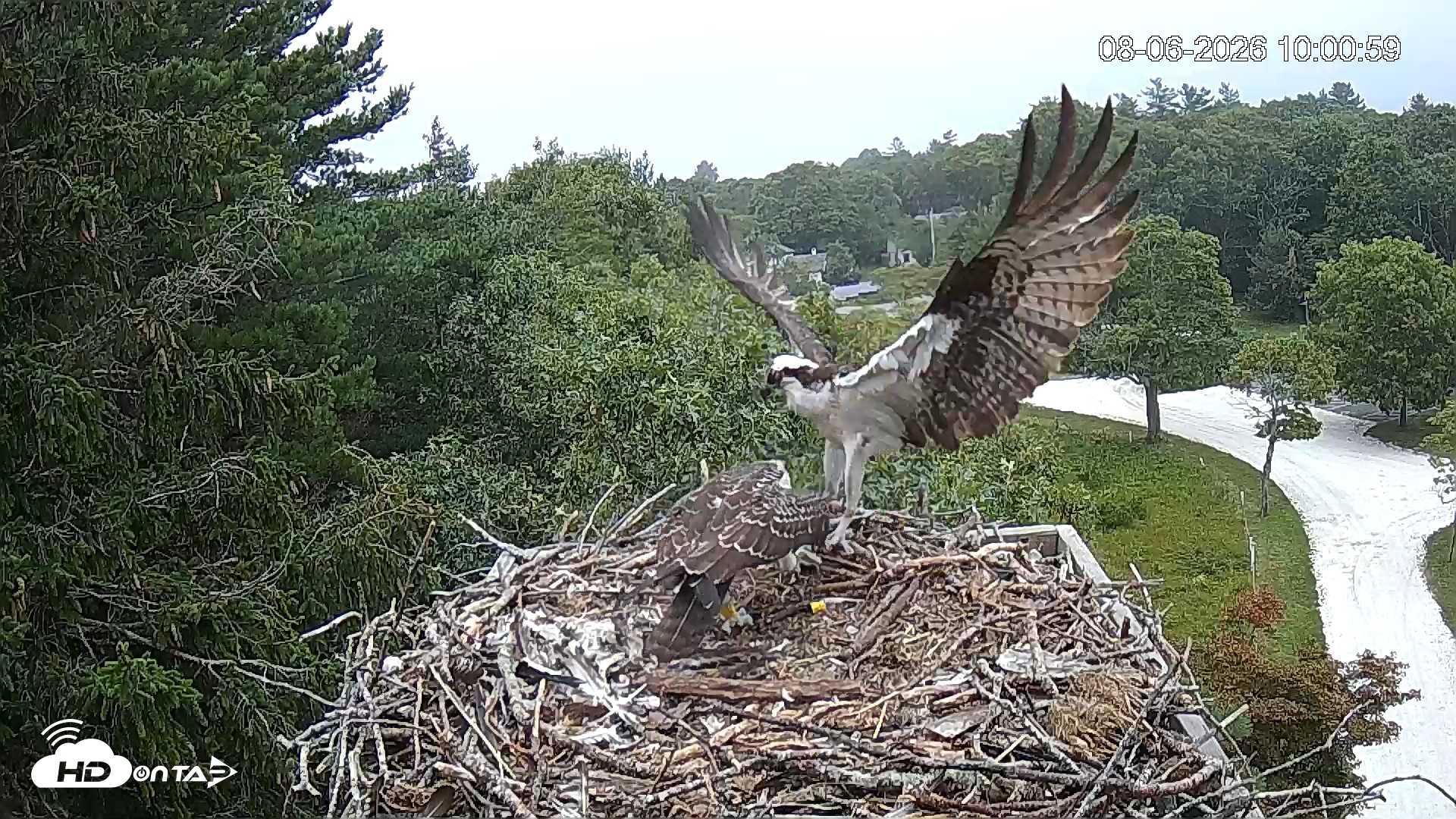 Snapshot of Mashpee Natl. Wildlife Refuge Live Osprey Cam taken Aug 6, 2026, 10:39am EDT