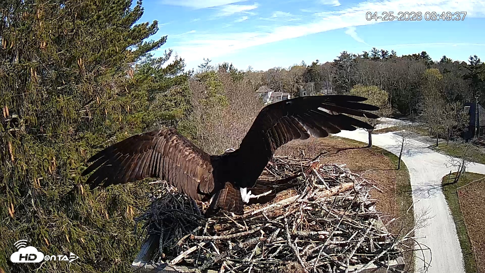 Snapshot of Mashpee Natl. Wildlife Refuge Live Osprey Cam taken Apr 25, 2026, 8:52am EDT