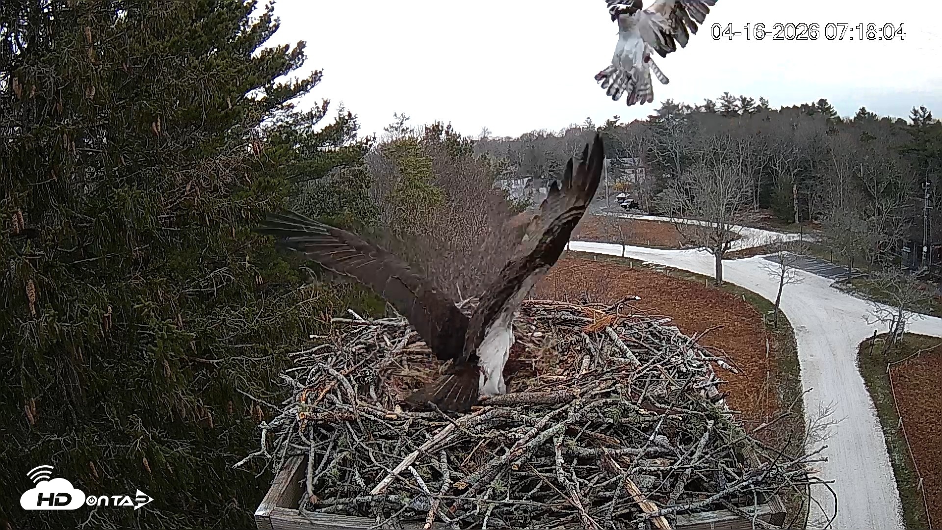 Snapshot of Mashpee Natl. Wildlife Refuge Live Osprey Cam taken Apr 16, 2026, 9:54am EDT