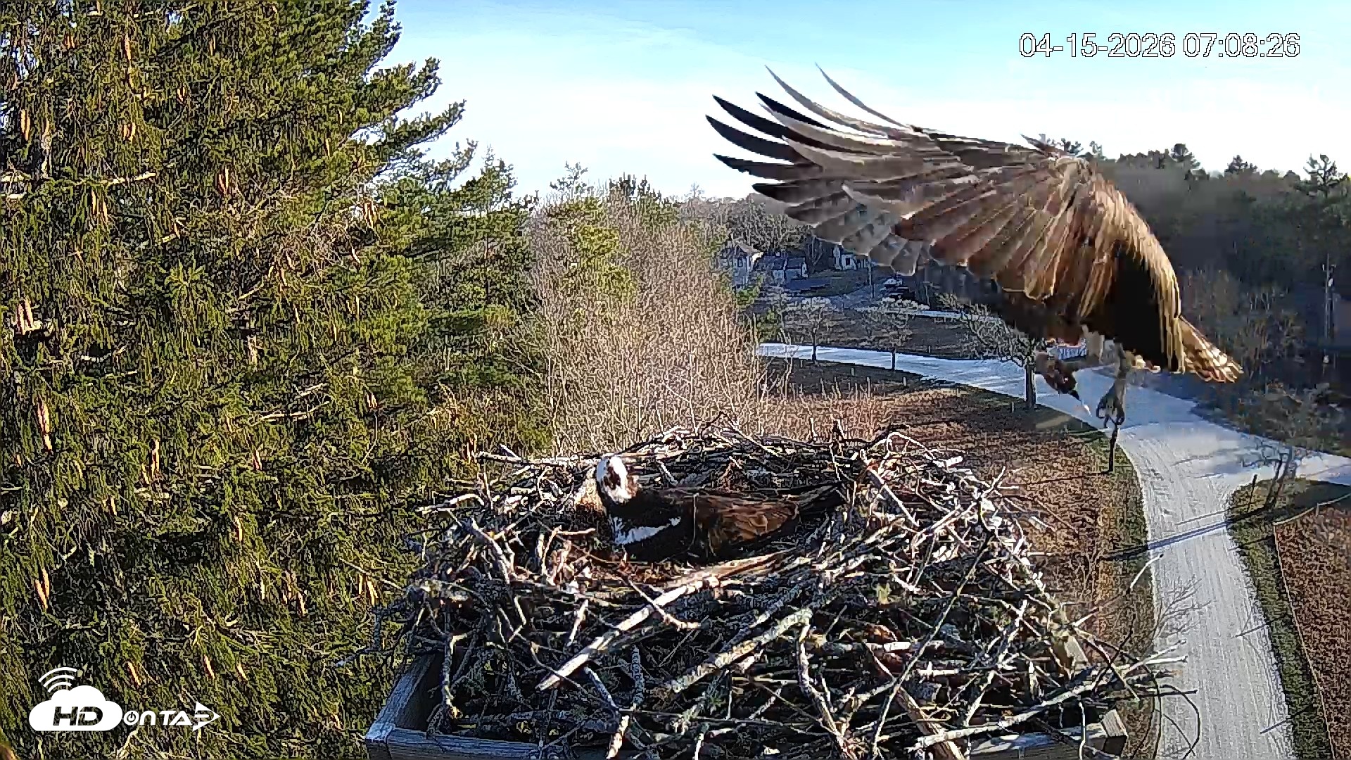 Snapshot of Mashpee Natl. Wildlife Refuge Live Osprey Cam taken Apr 15, 2026, 8:12am EDT