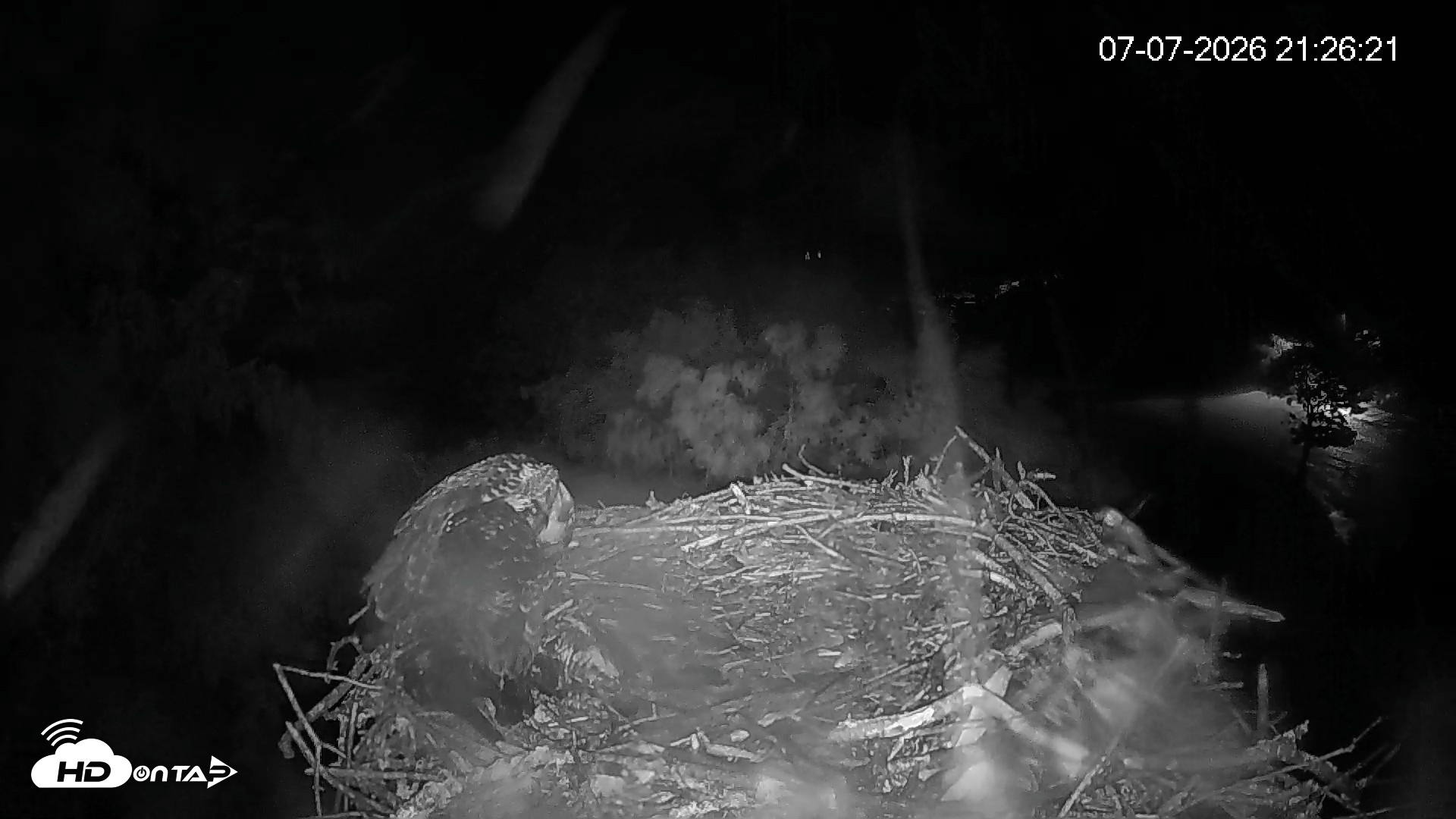 Snapshot of Mashpee Natl. Wildlife Refuge Live Osprey Cam taken Jul 7, 2026, 9:27pm EDT