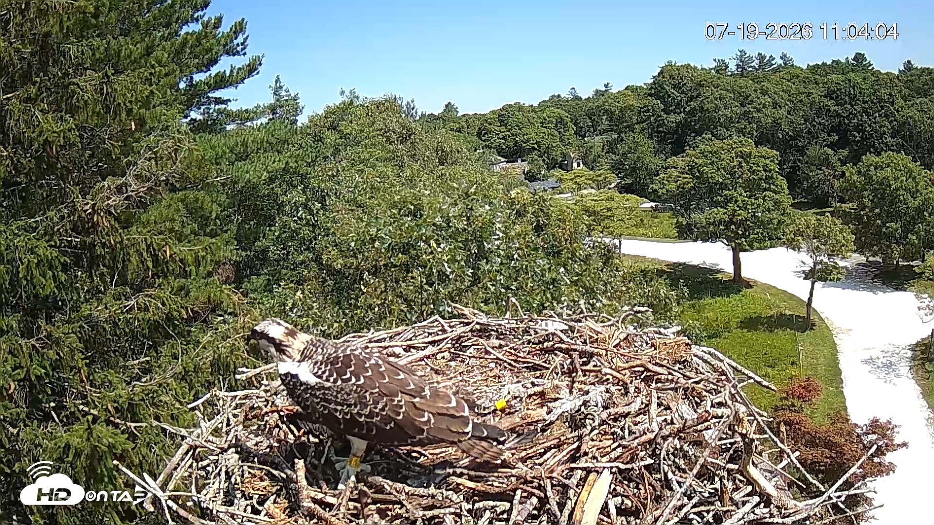 Snapshot of Mashpee Natl. Wildlife Refuge Live Osprey Cam taken Jul 19, 2026, 11:05am EDT