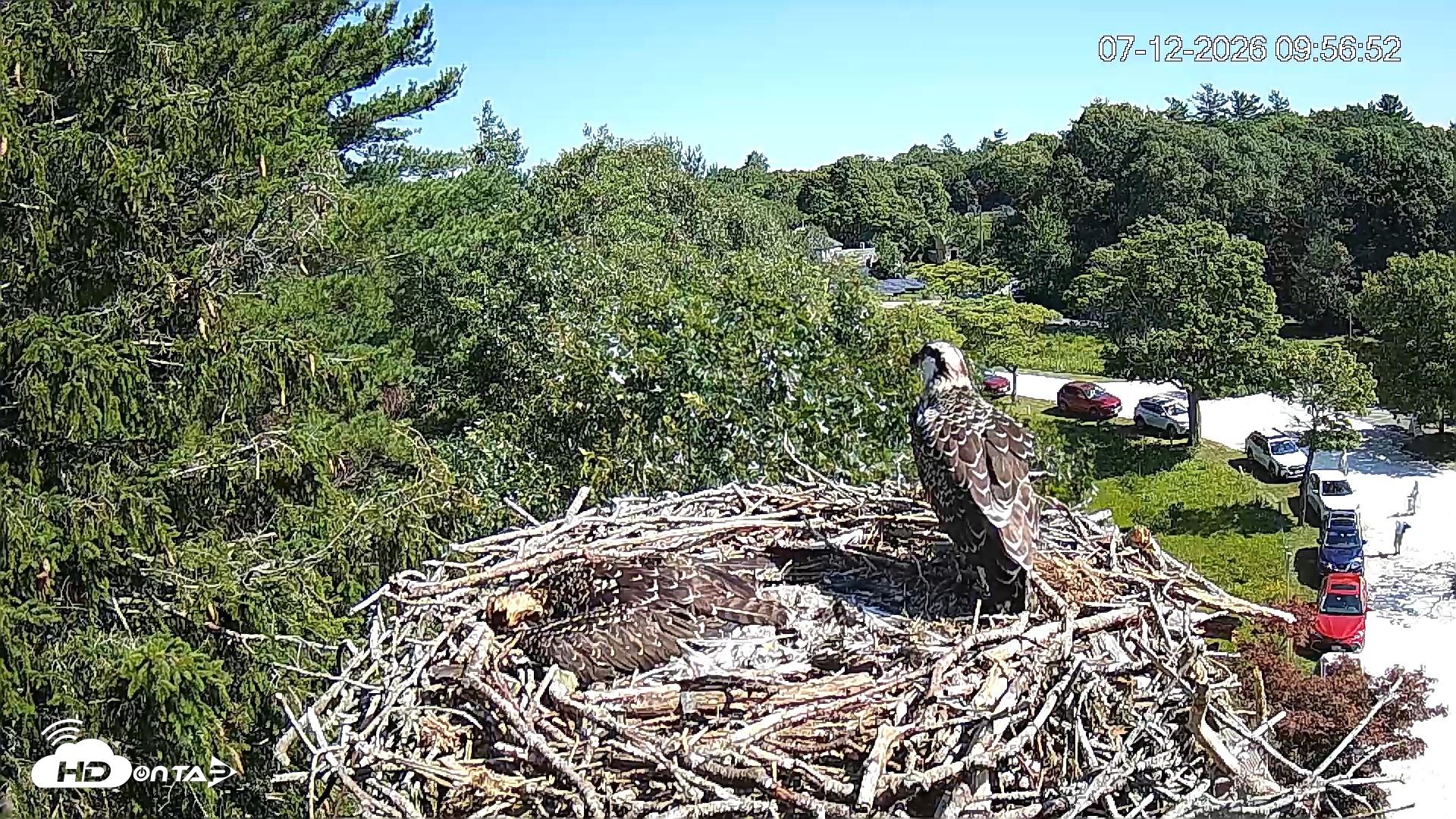 Snapshot of Mashpee Natl. Wildlife Refuge Live Osprey Cam taken Jul 12, 2026, 9:58am EDT