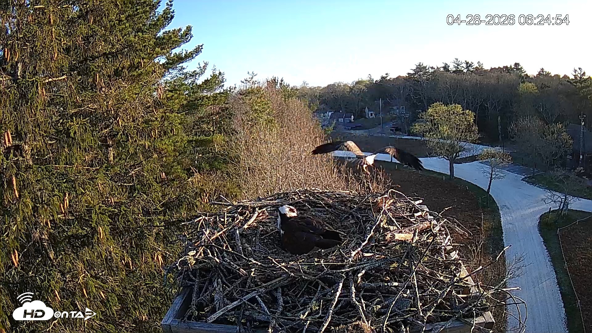 Snapshot of Mashpee Natl. Wildlife Refuge Live Osprey Cam taken Apr 28, 2026, 7:47am EDT