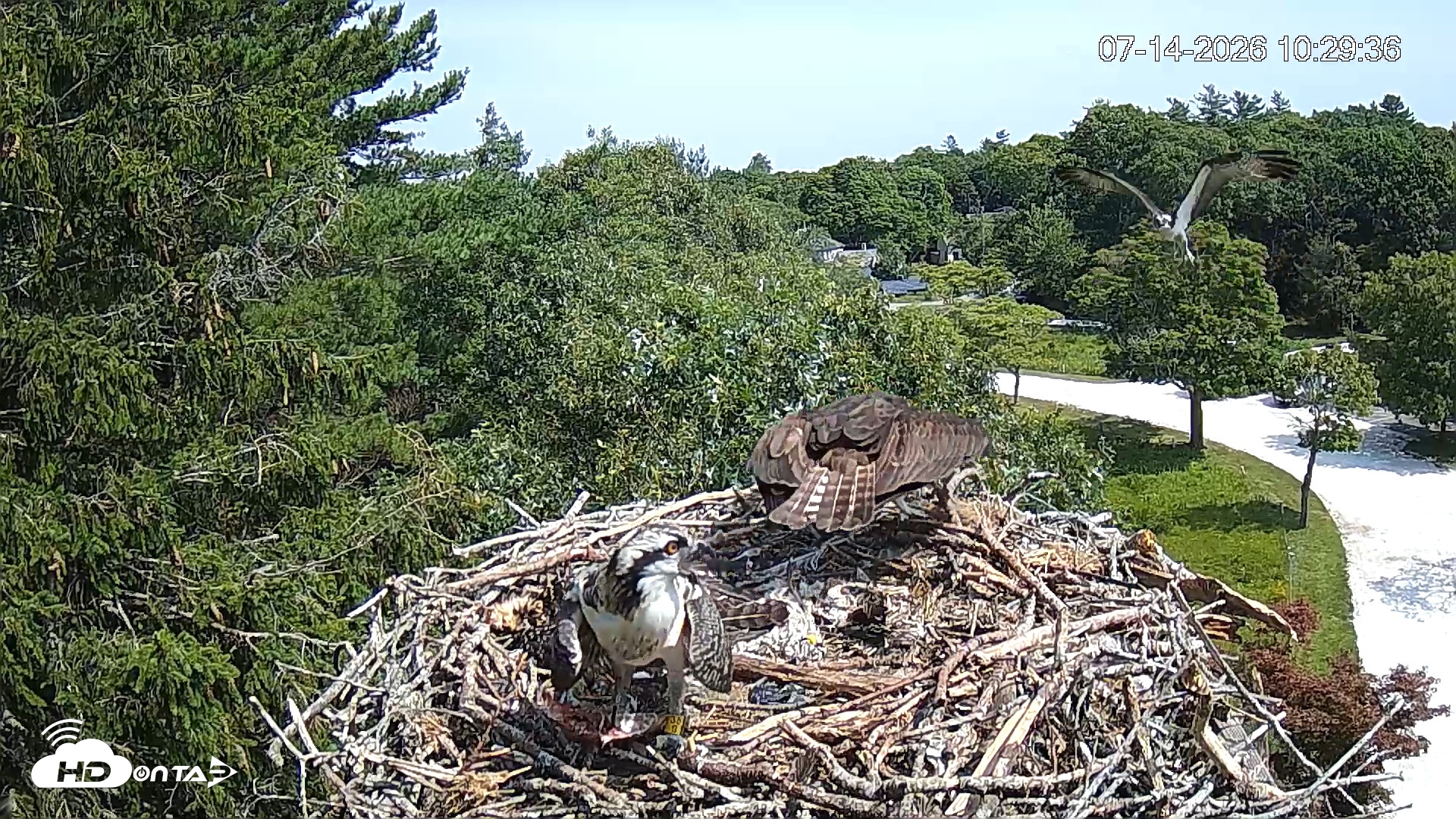 Snapshot of Mashpee Natl. Wildlife Refuge Live Osprey Cam taken Jul 14, 2026, 10:30am EDT